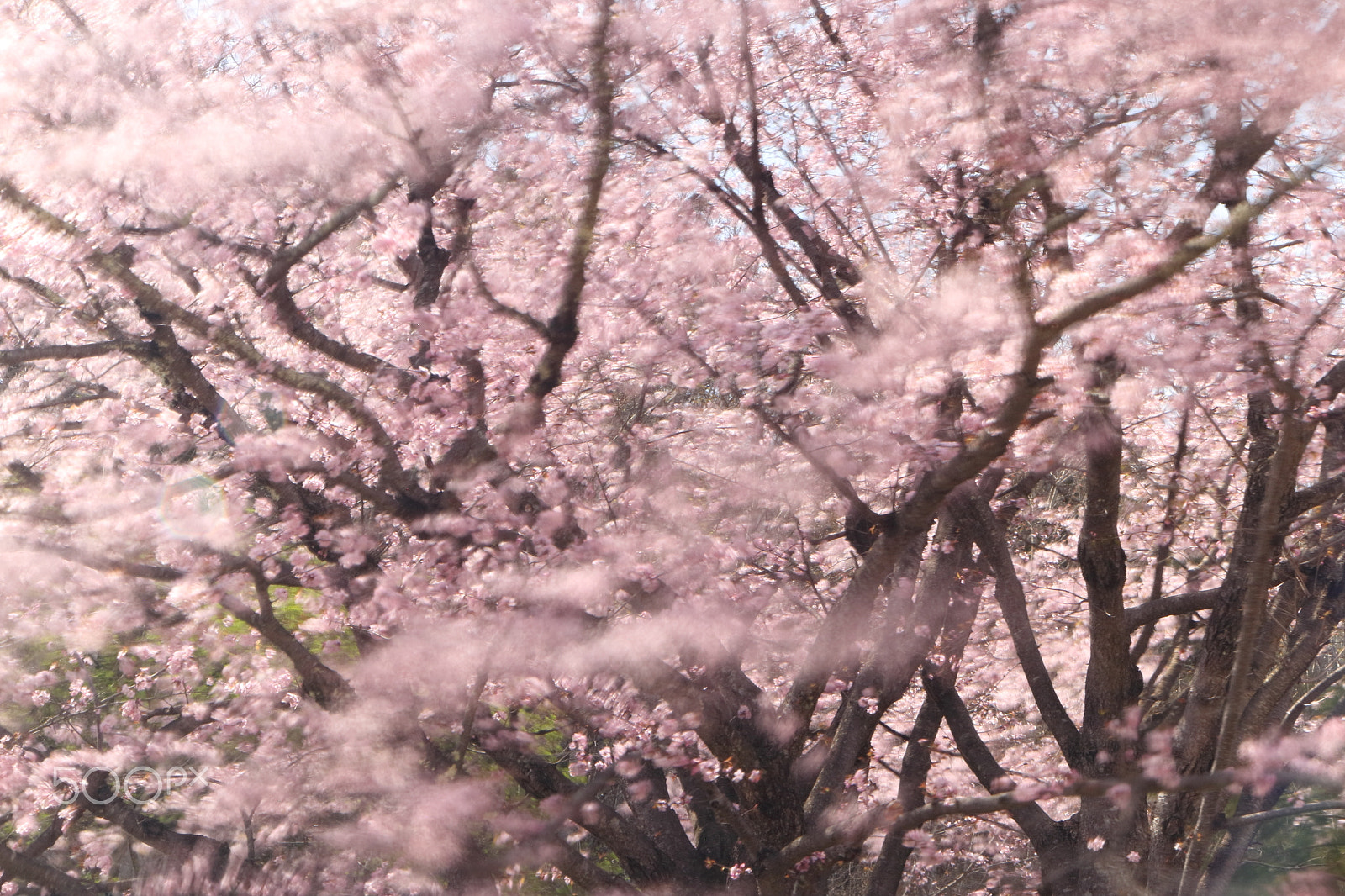 Canon EOS 80D sample photo. Cherry blossom photography
