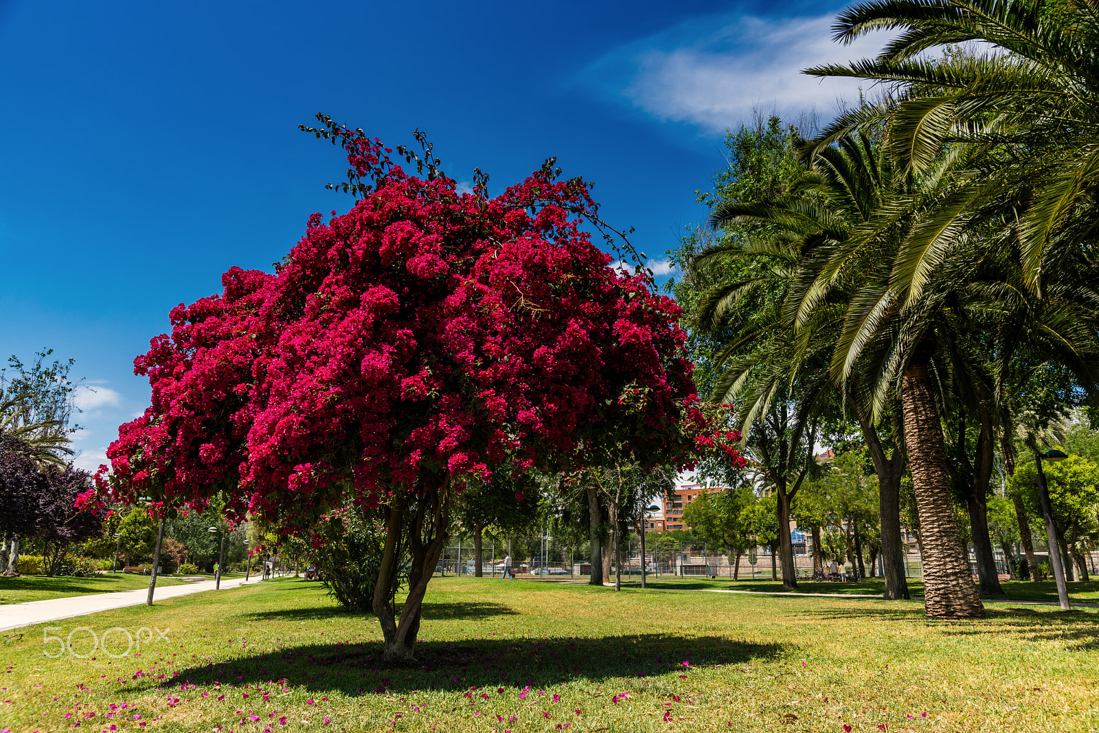 Sony a99 II sample photo. A sunny day in the turia park and flowering trees. valencia photography