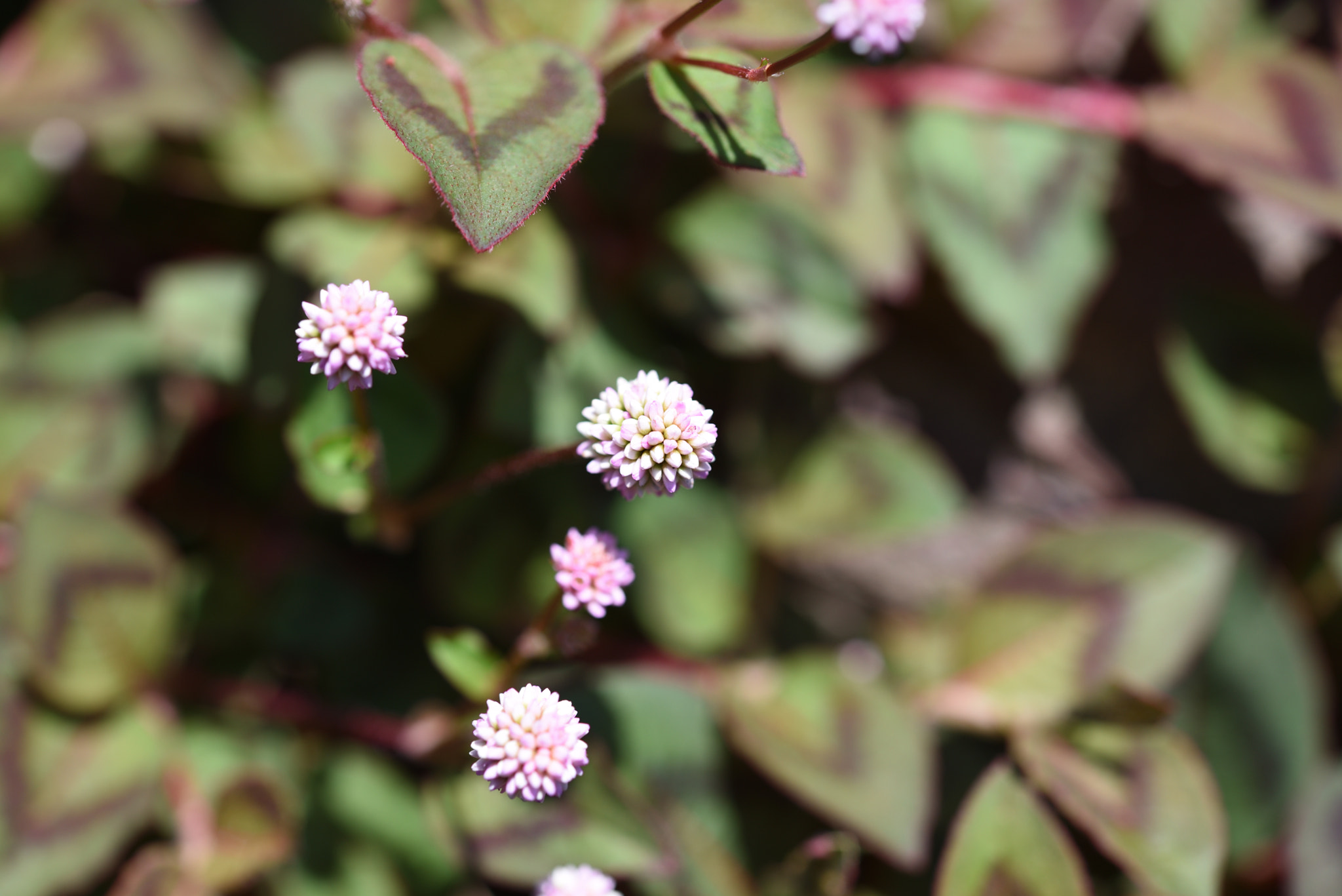 Nikon AF-S Micro-Nikkor 60mm F2.8G ED sample photo. ヒメツルソバ photography