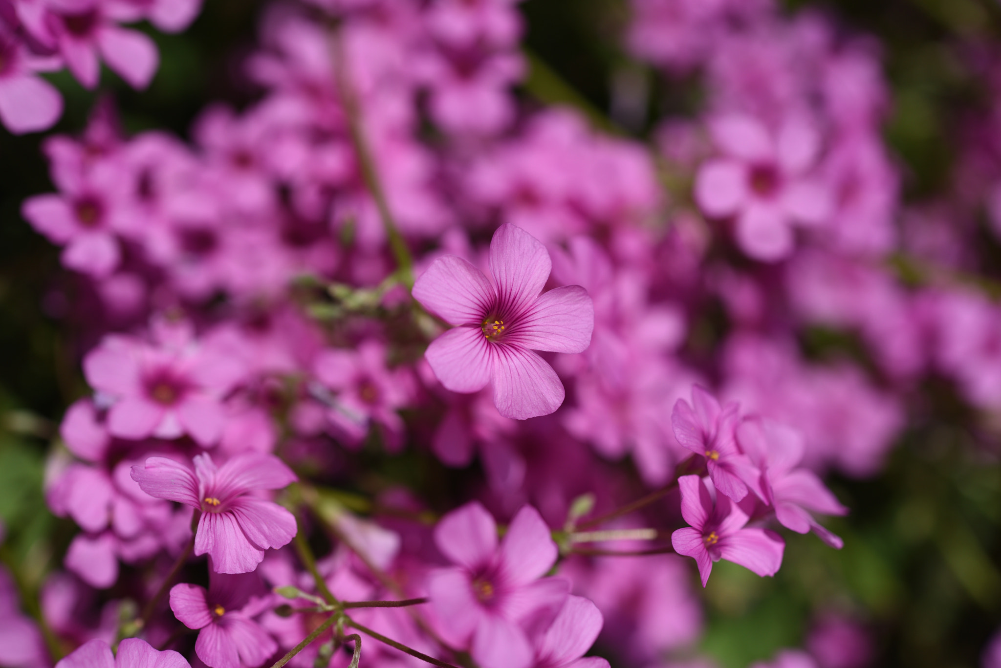 Nikon AF-S Micro-Nikkor 60mm F2.8G ED sample photo. ムラサキカタバミ photography