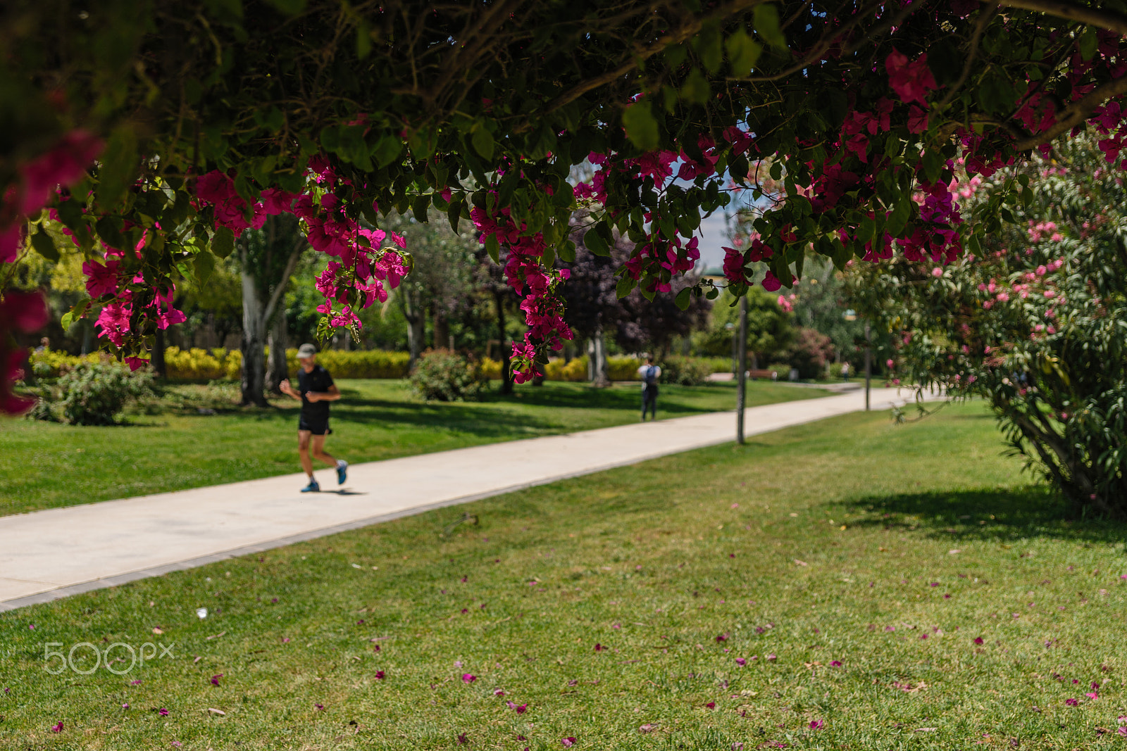 Sony a99 II sample photo. A sunny day in the turia park and flowering trees. valencia photography