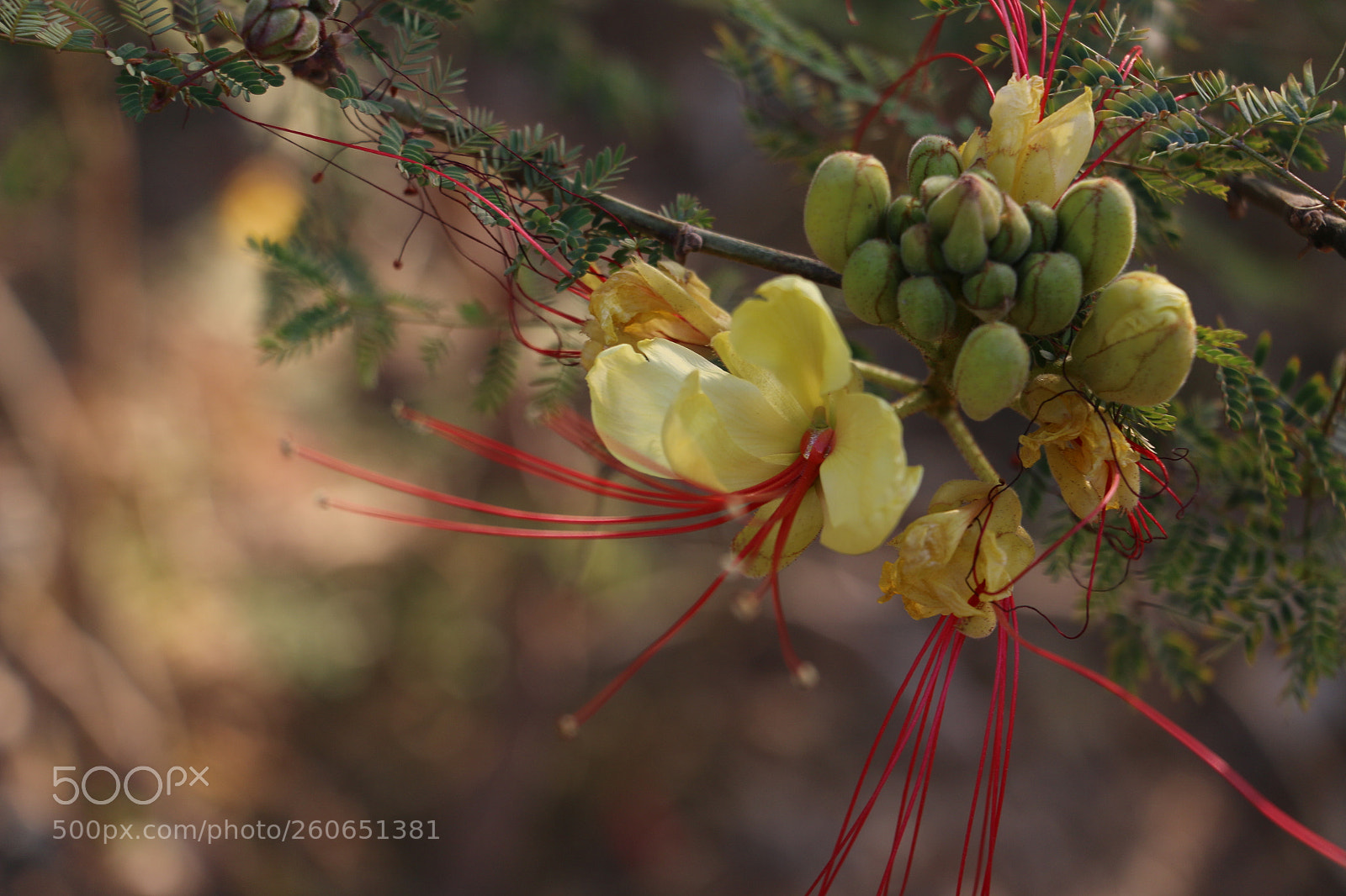 Canon EOS 70D sample photo. Flowers photography