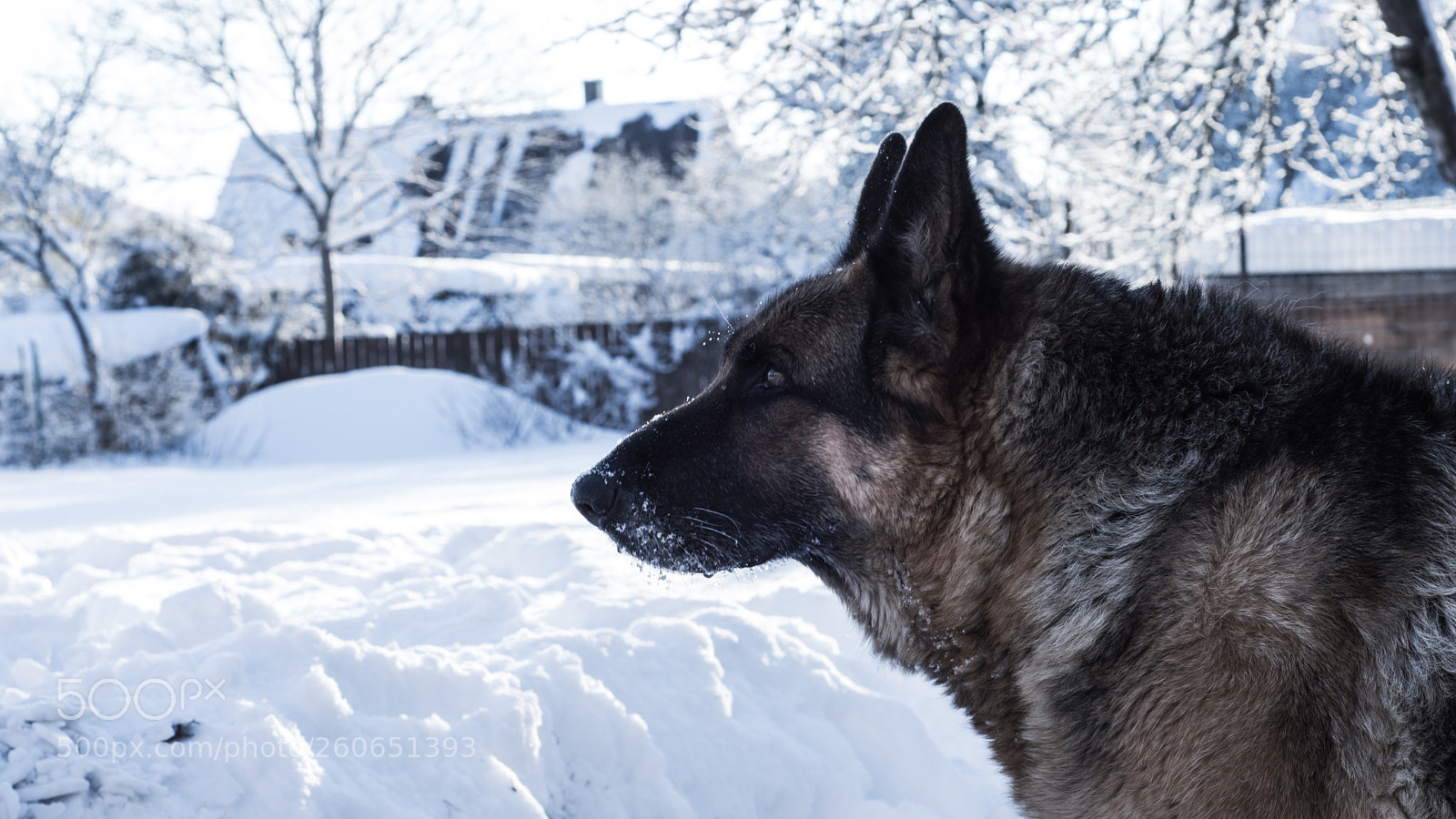 Nikon D3200 sample photo. German shepherd photography