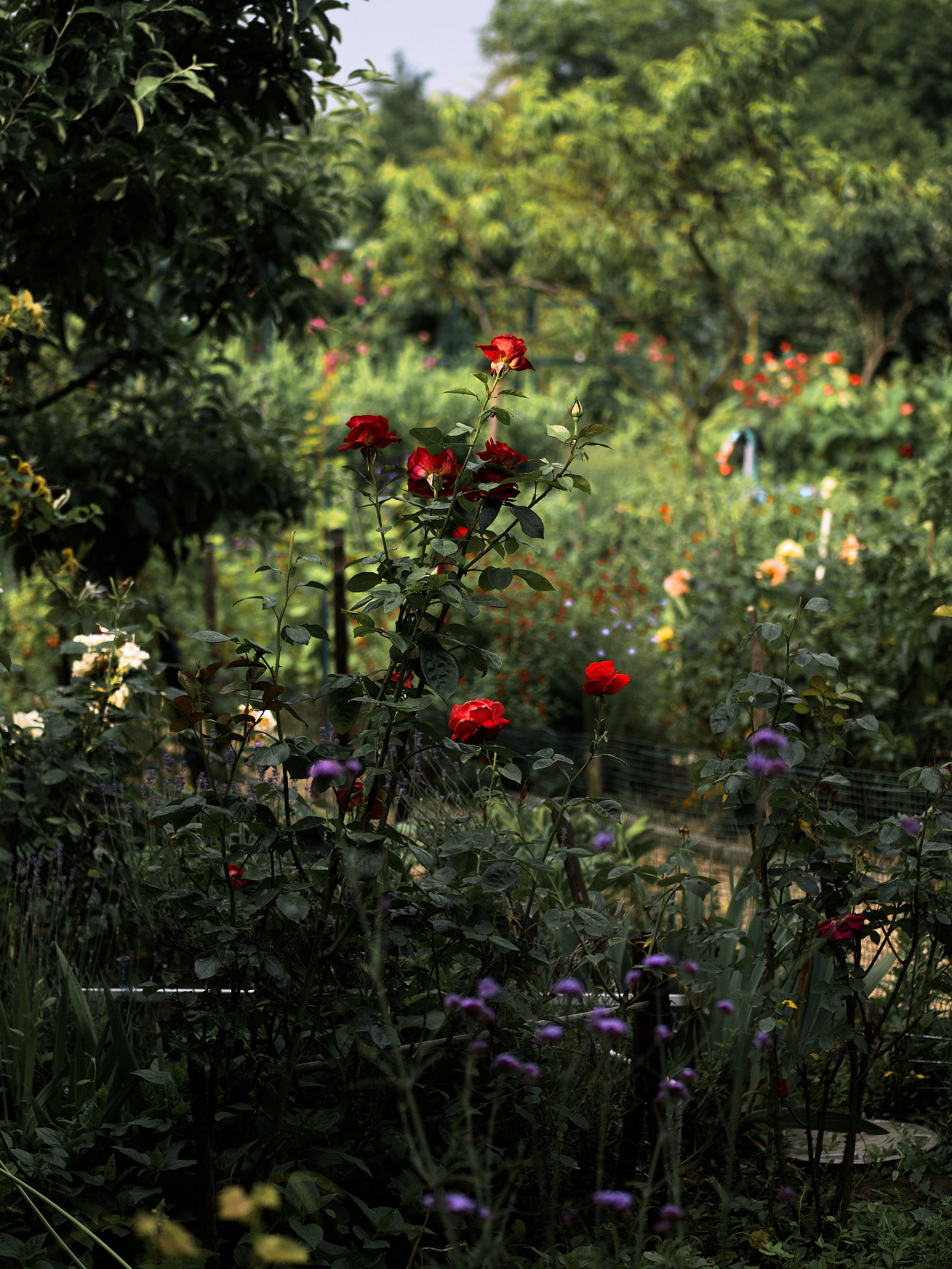 Panasonic Lumix DC-GX9 sample photo. Le printemps dans les jardins photography