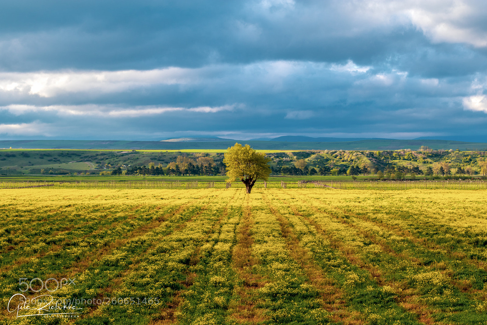 Canon EOS 80D sample photo. A lonely tree photography