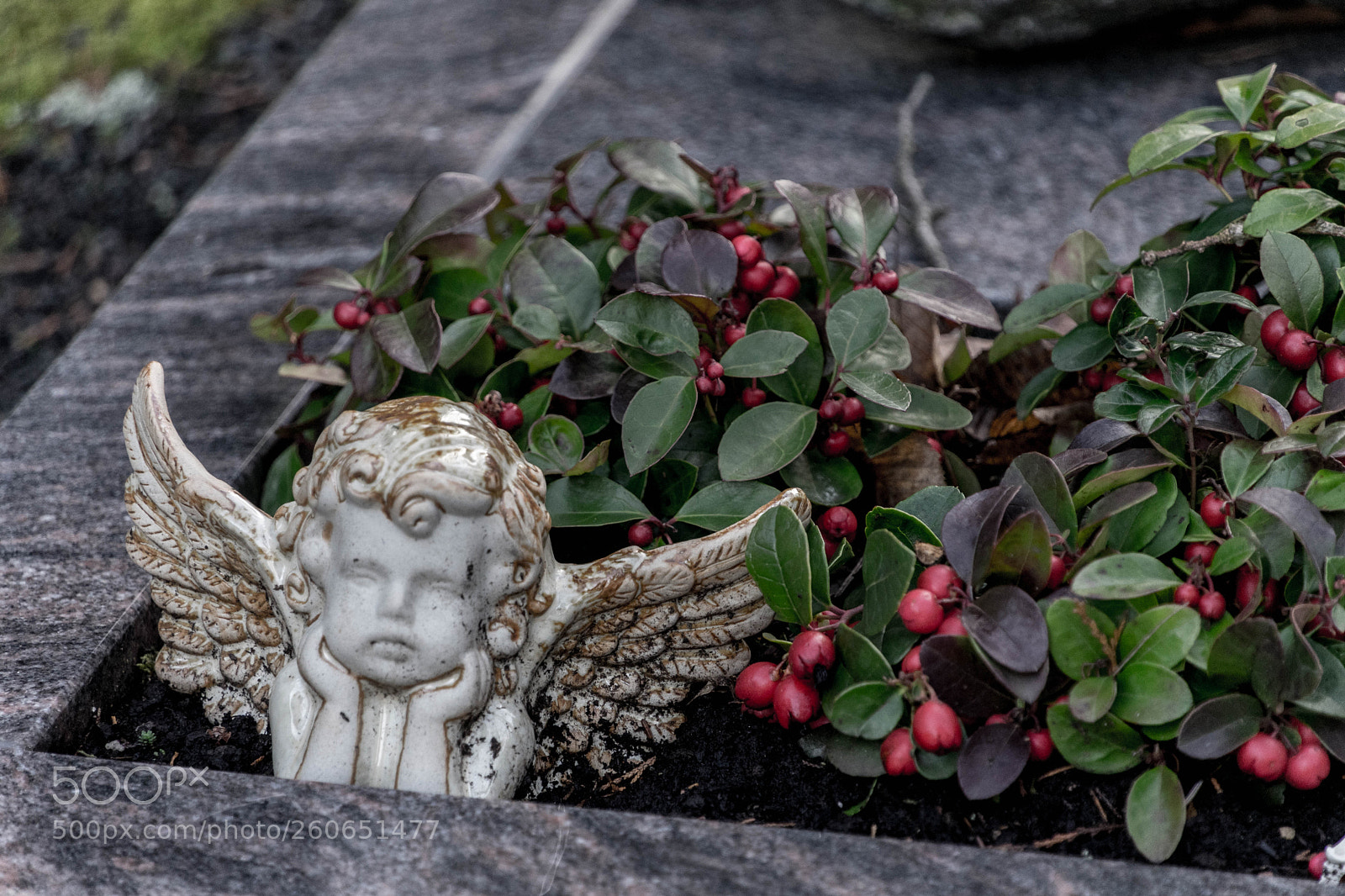 Sony a7 II sample photo. Hidden between plants photography