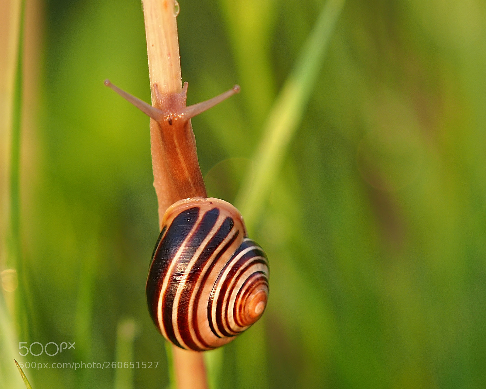 Olympus OM-D E-M5 sample photo. Snail photography
