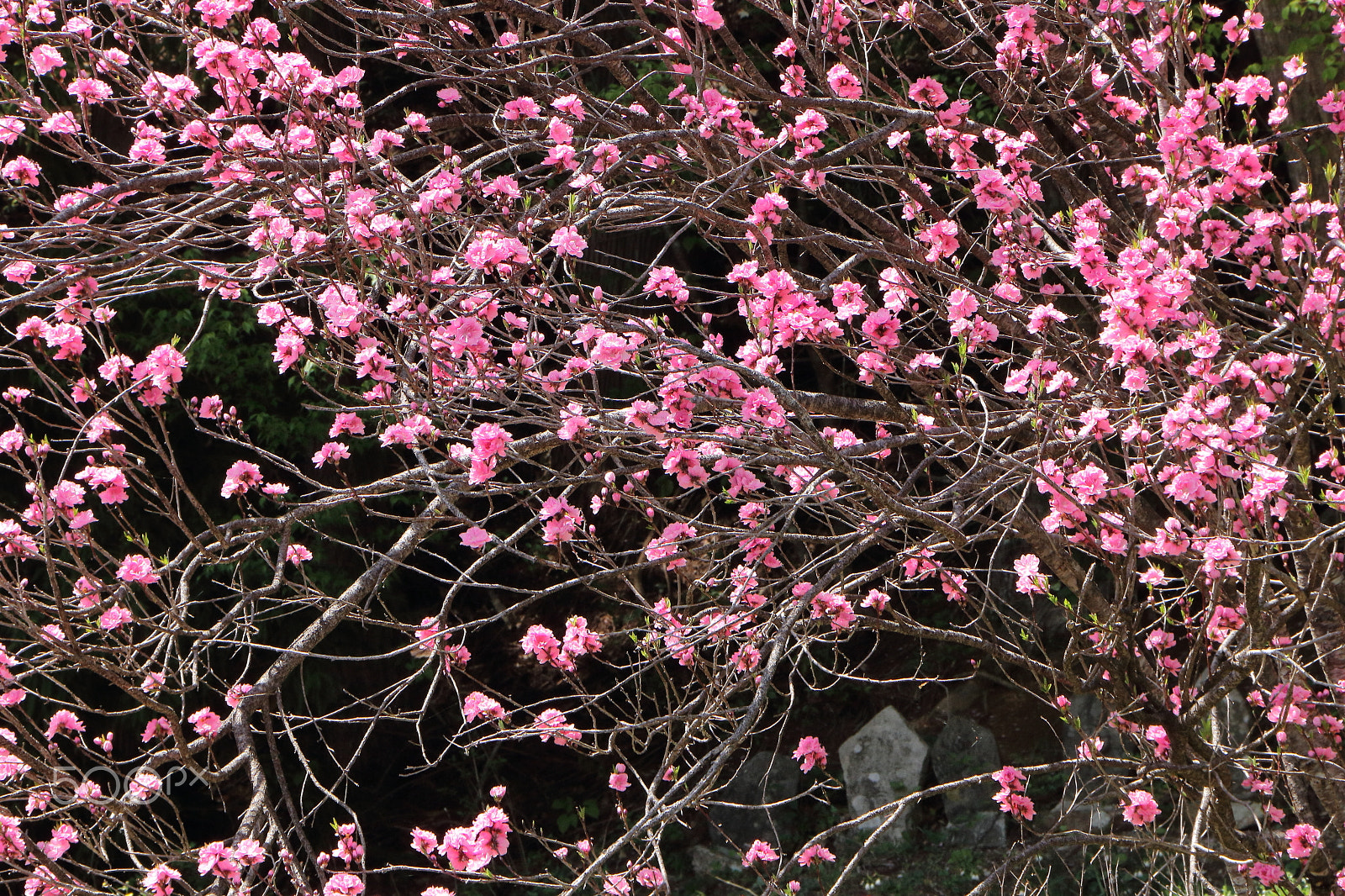 Canon EOS 80D sample photo. Ksitigarbha in peach branch photography