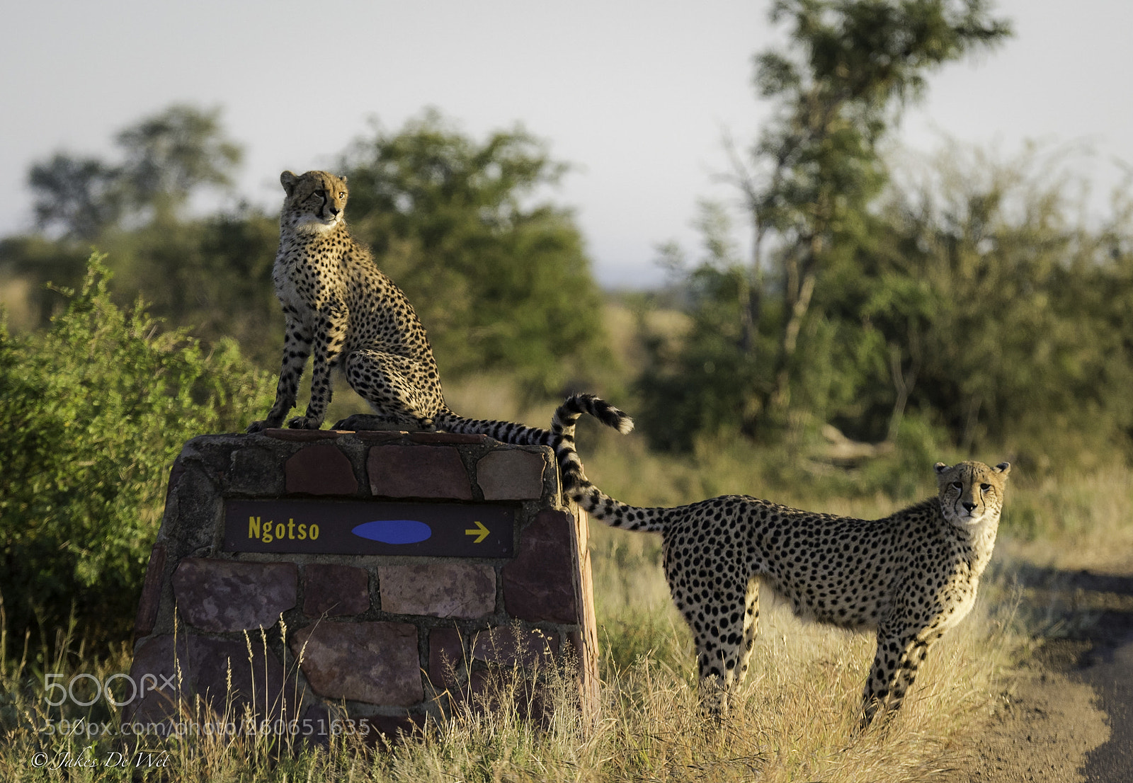 Nikon D810 sample photo. Cheetah signpost photography
