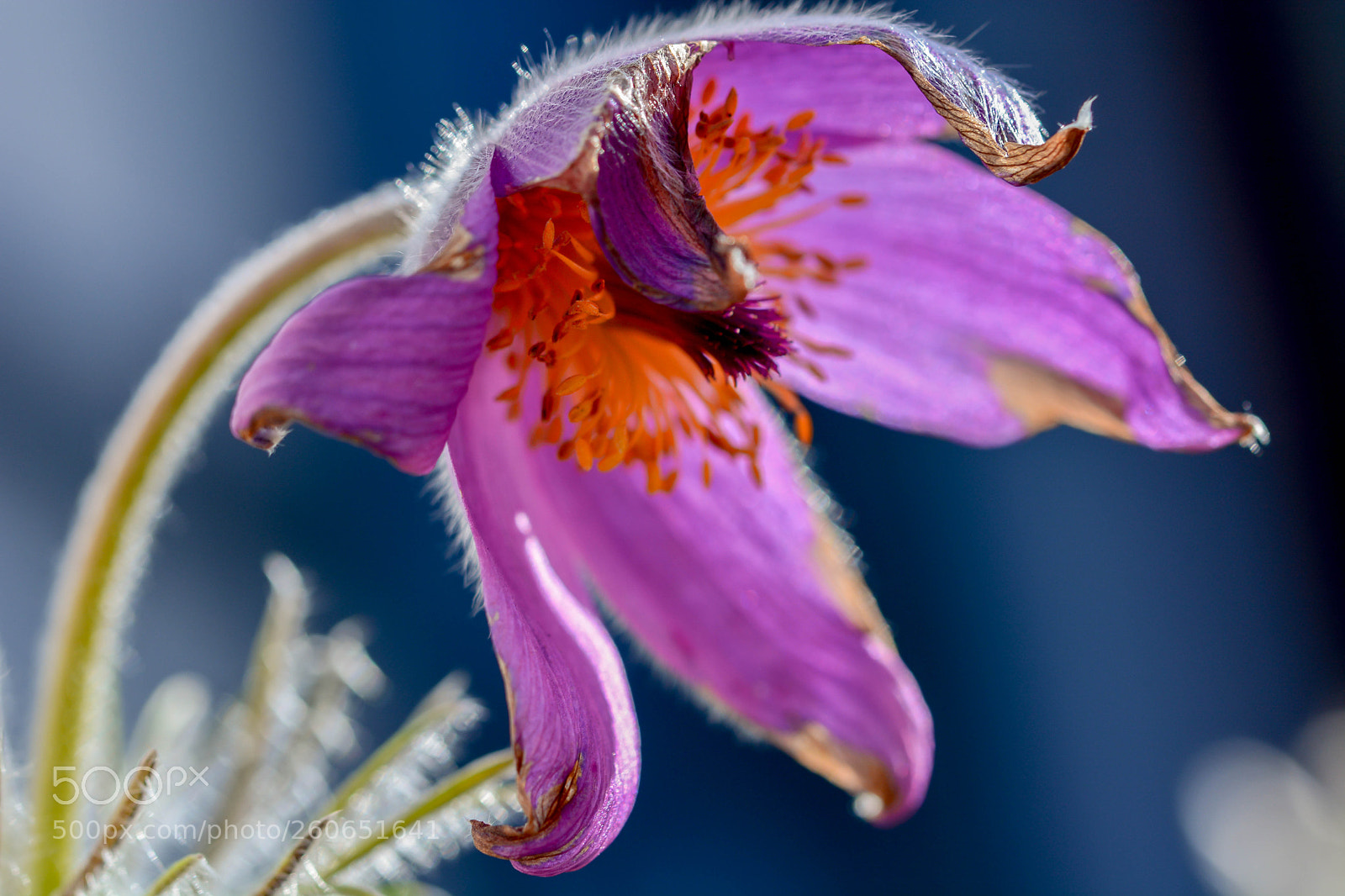 Nikon D7100 sample photo. Exotic flower! photography