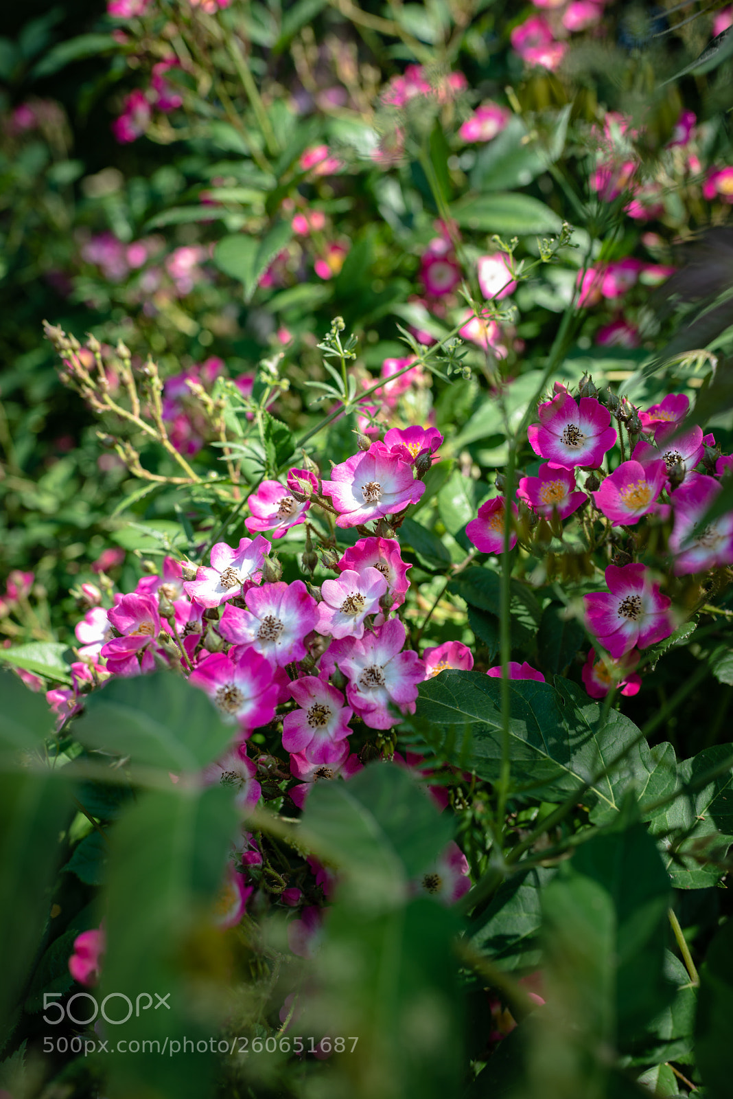 Nikon D800 sample photo. Park utrecht photography