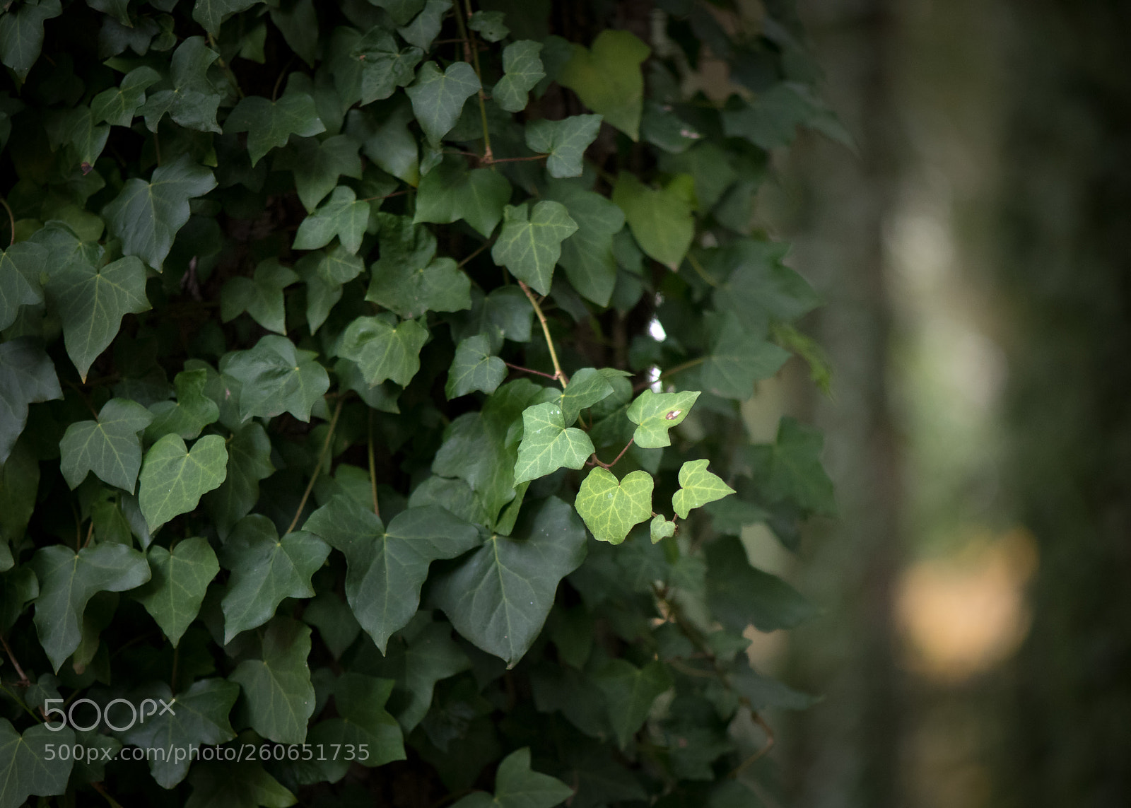 Nikon D810 sample photo. Leafy tree fence photography