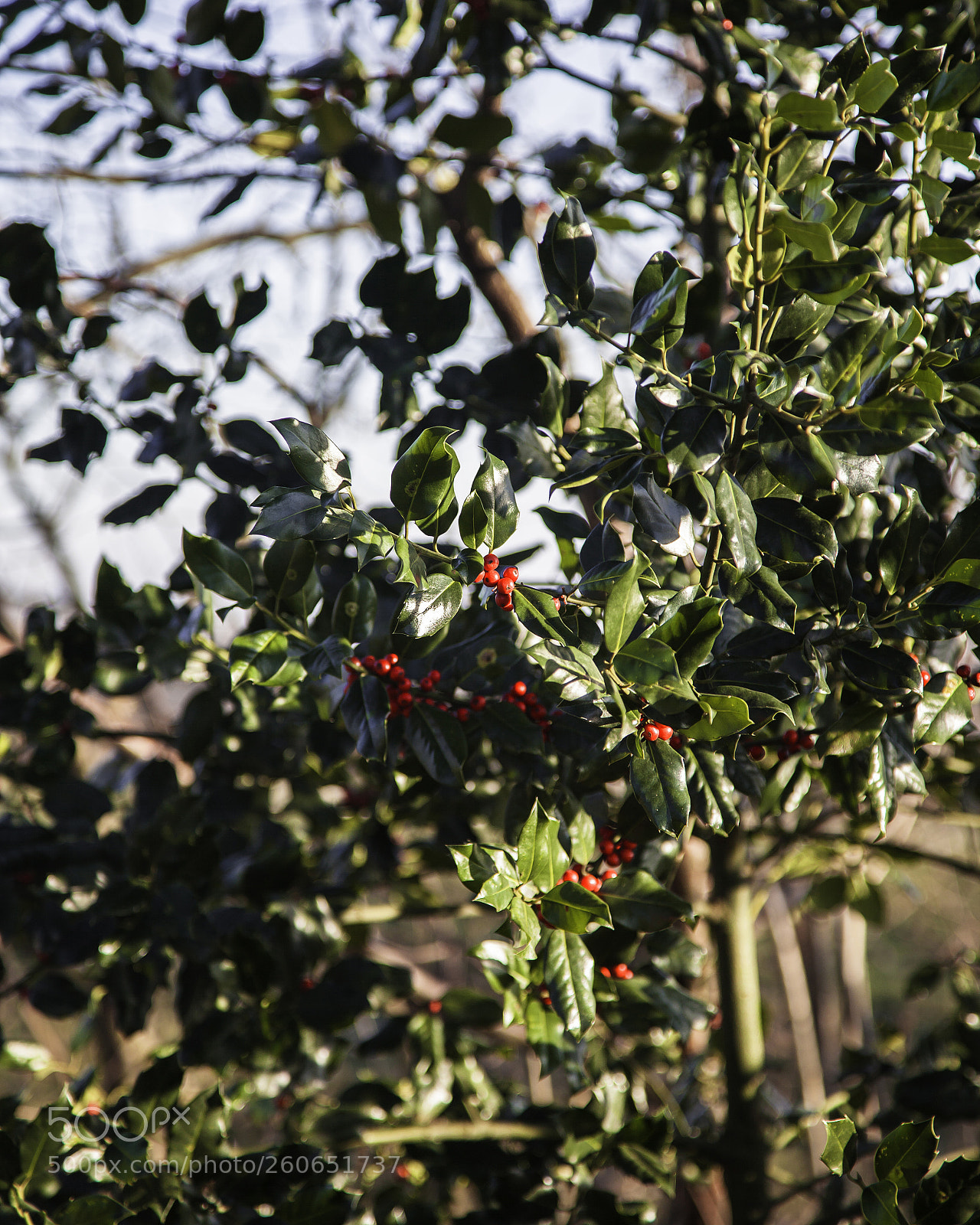 Canon EOS 5D Mark II sample photo. Park hoogeveen photography