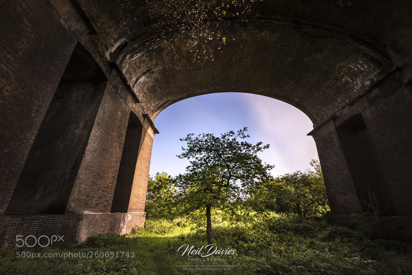 Nikon D810 sample photo. Tree under the bridge photography