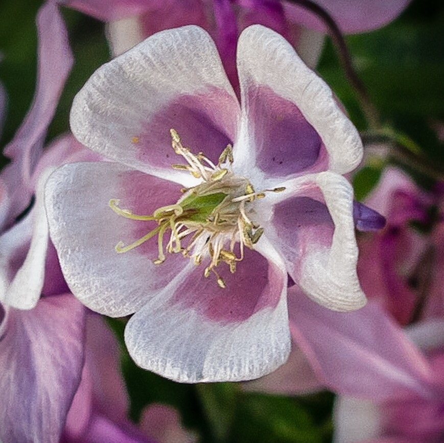 Canon PowerShot G1 X Mark II sample photo. Crisscrossed  photography