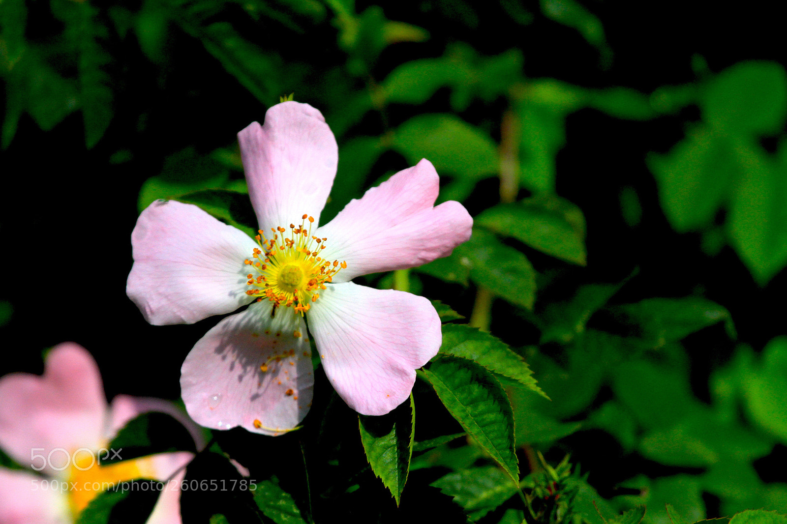 Canon EOS 7D sample photo. . . . photography