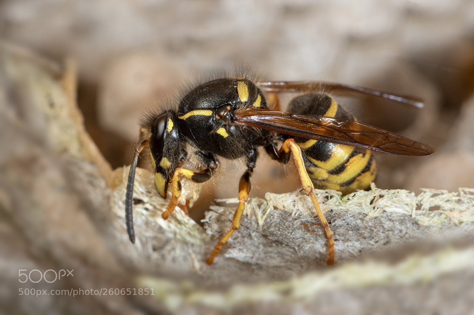 Nikon D750 sample photo. Nest builders photography