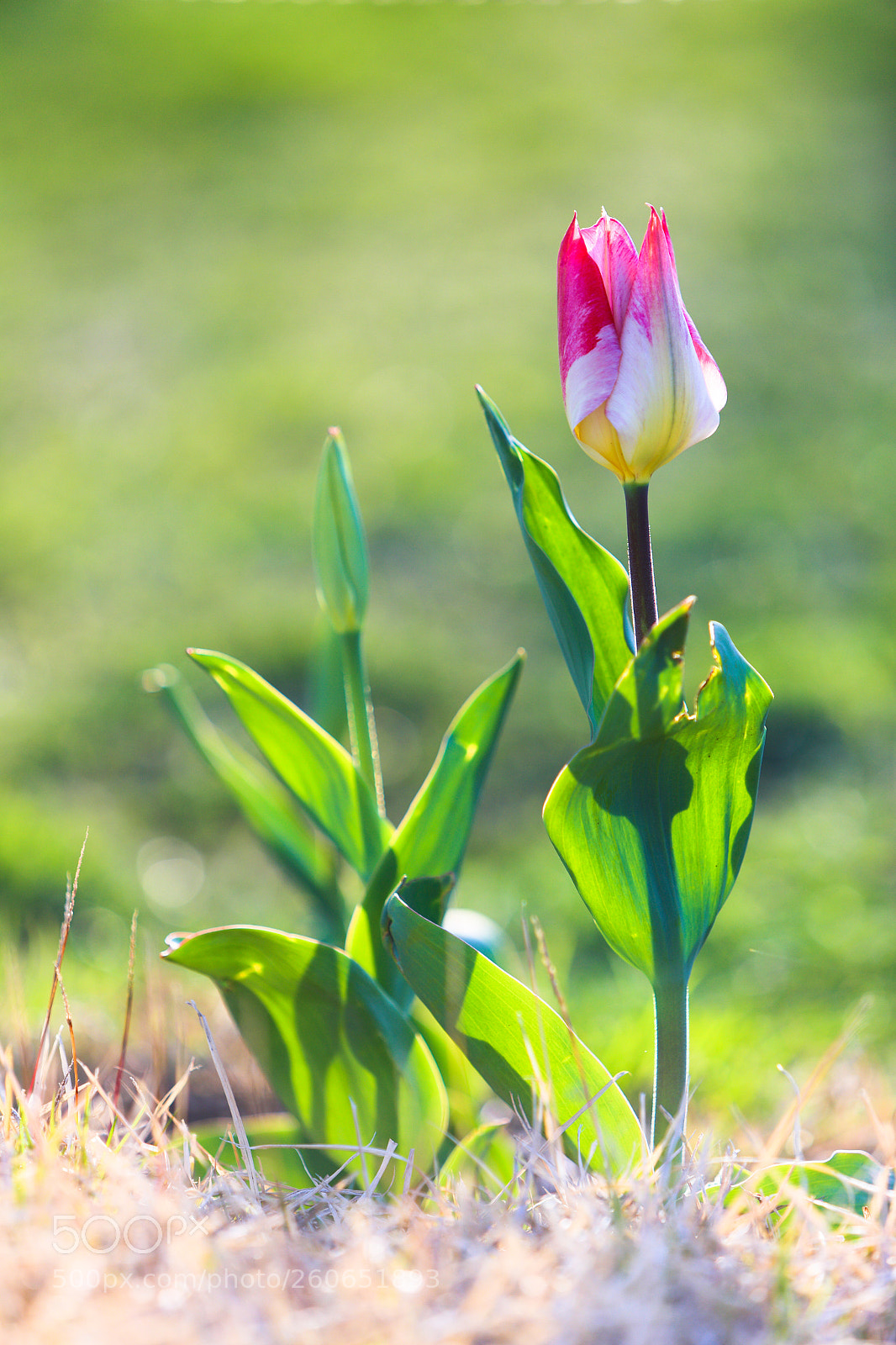 Canon EOS 6D sample photo. Spring sunlight photography
