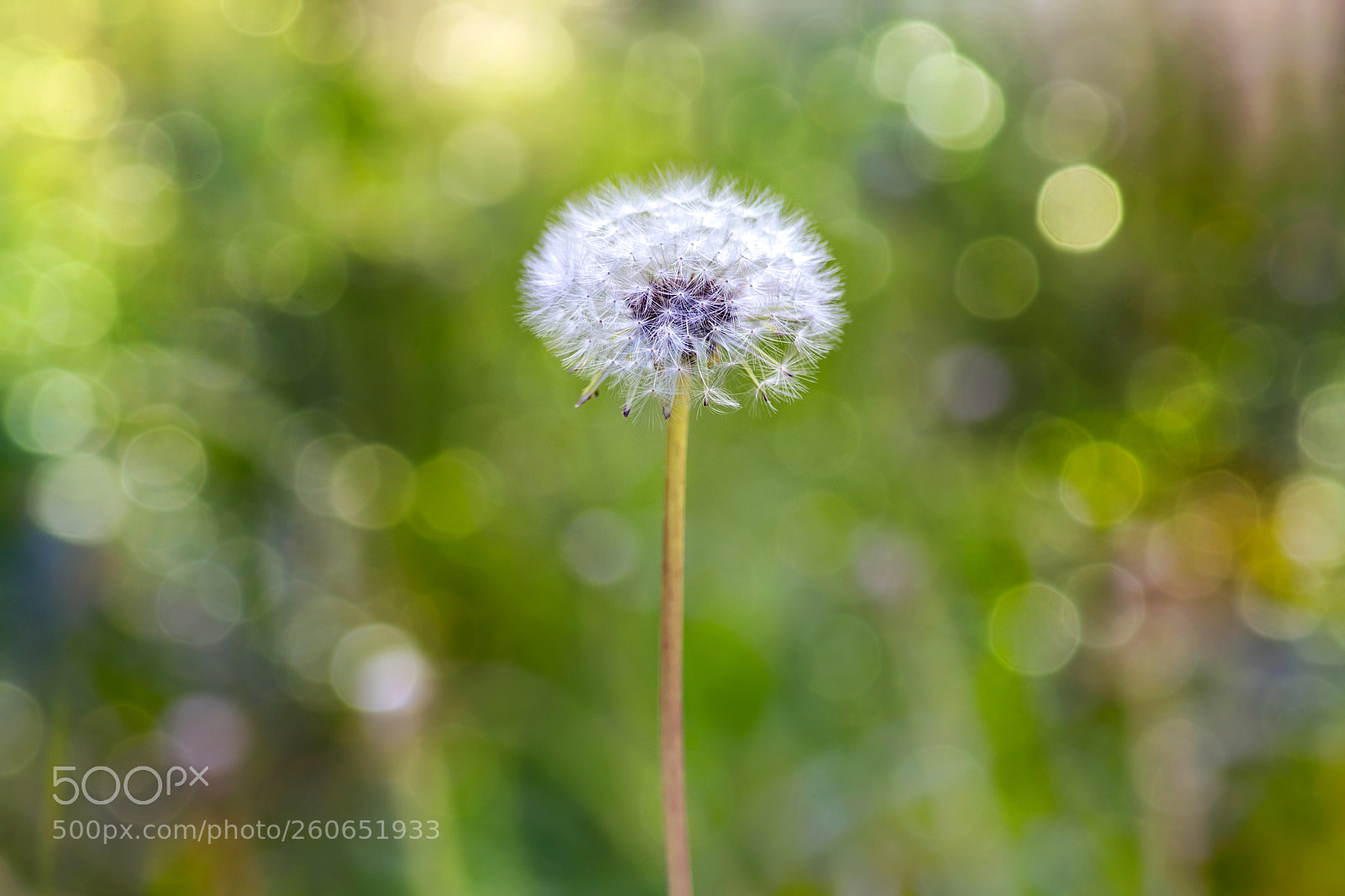 Canon EOS 6D sample photo. Dandelion photography