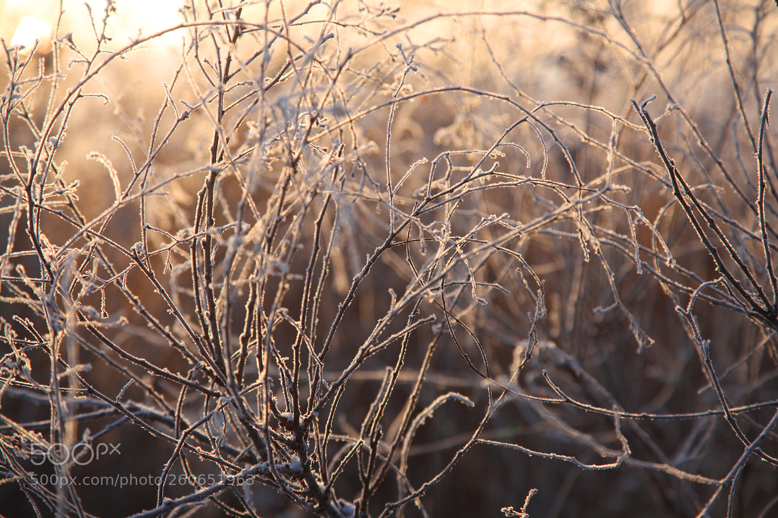 Canon EOS 5D Mark II sample photo. *** photography