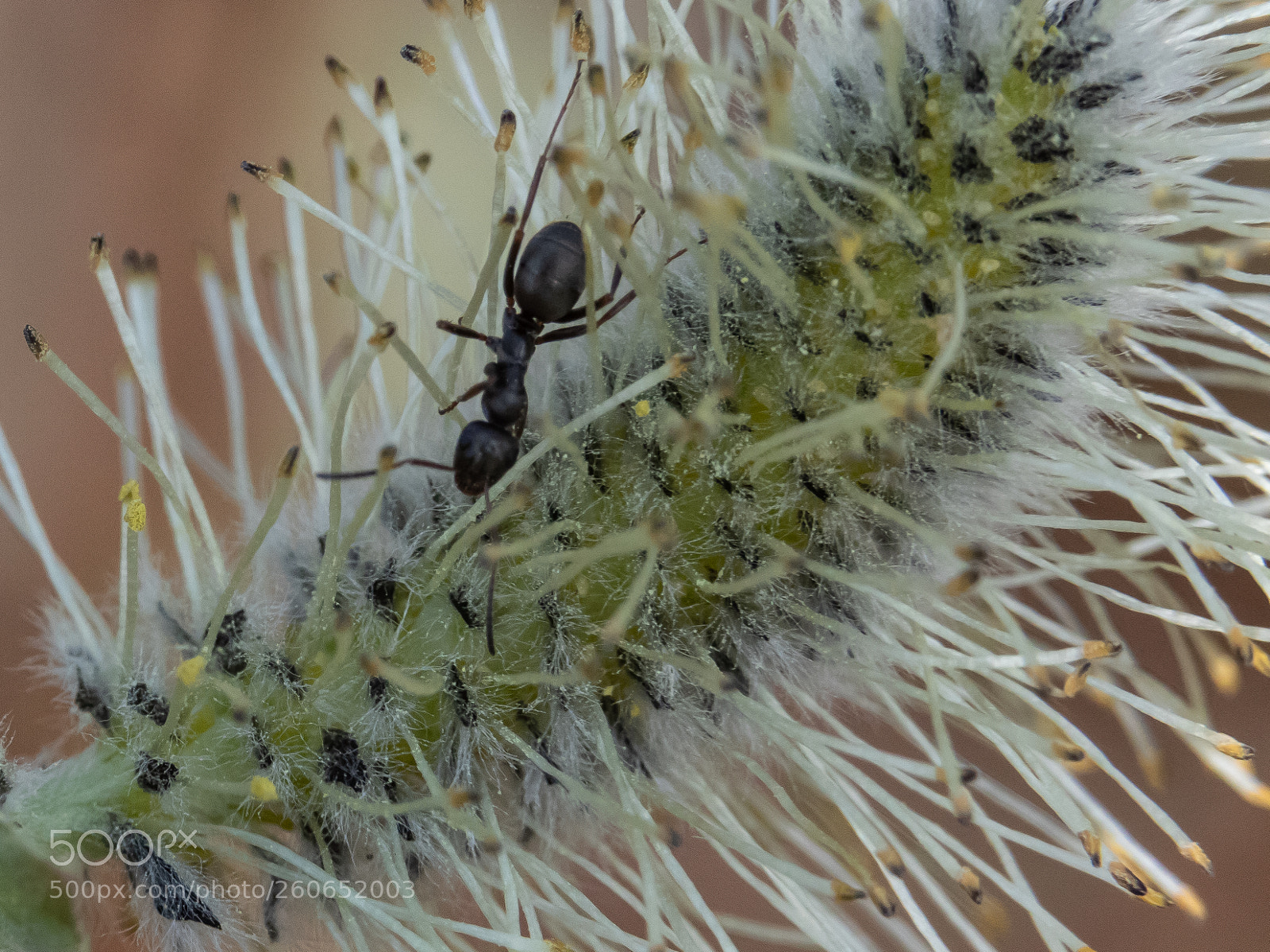 Canon EOS 7D Mark II sample photo. Ant and pussy willow photography