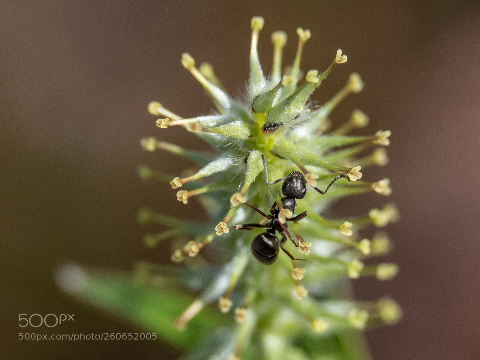 Canon EOS 7D Mark II sample photo. Ant and pussy willow photography