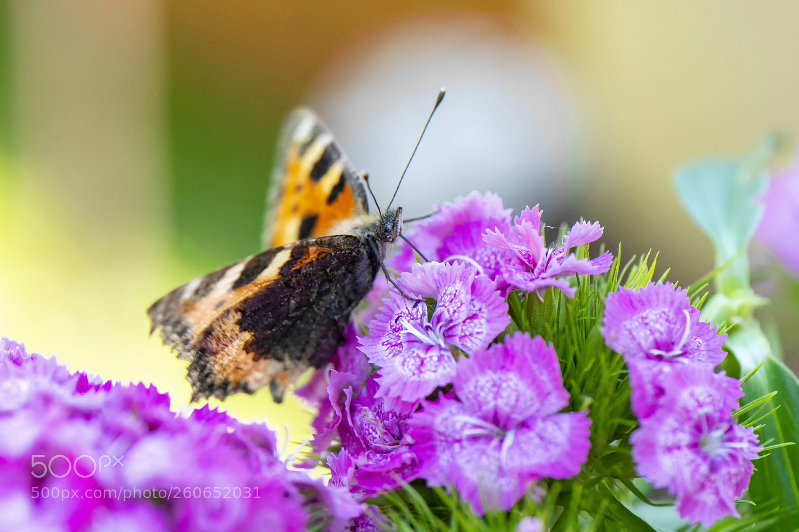 Nikon D500 sample photo. Butterfly photography