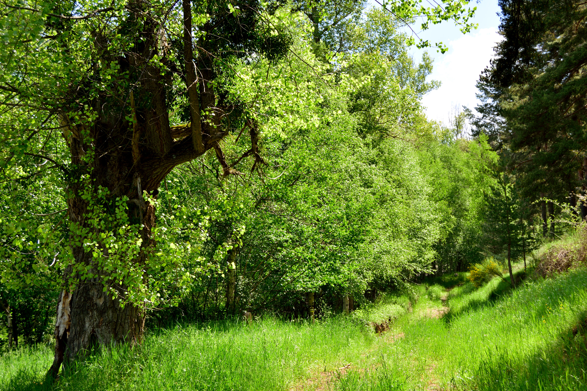 Nikon D3300 sample photo. Verde primavera photography