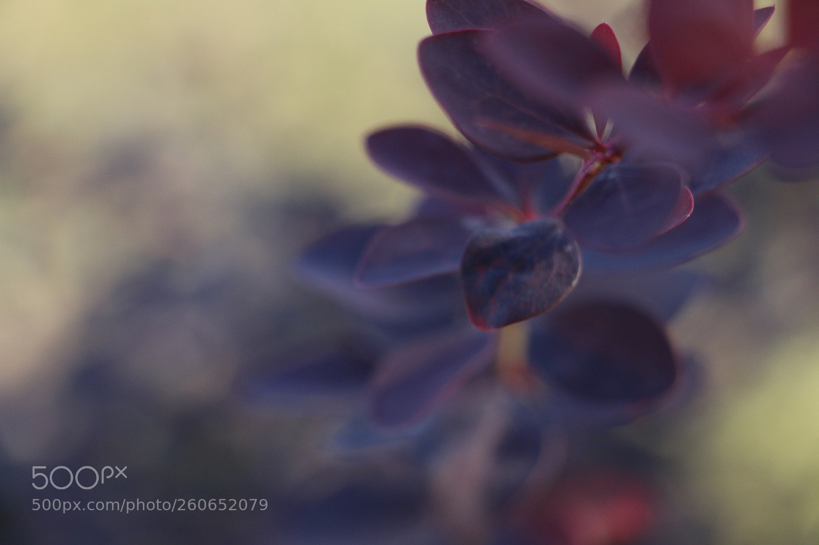 Canon EOS 70D sample photo. Nature photography