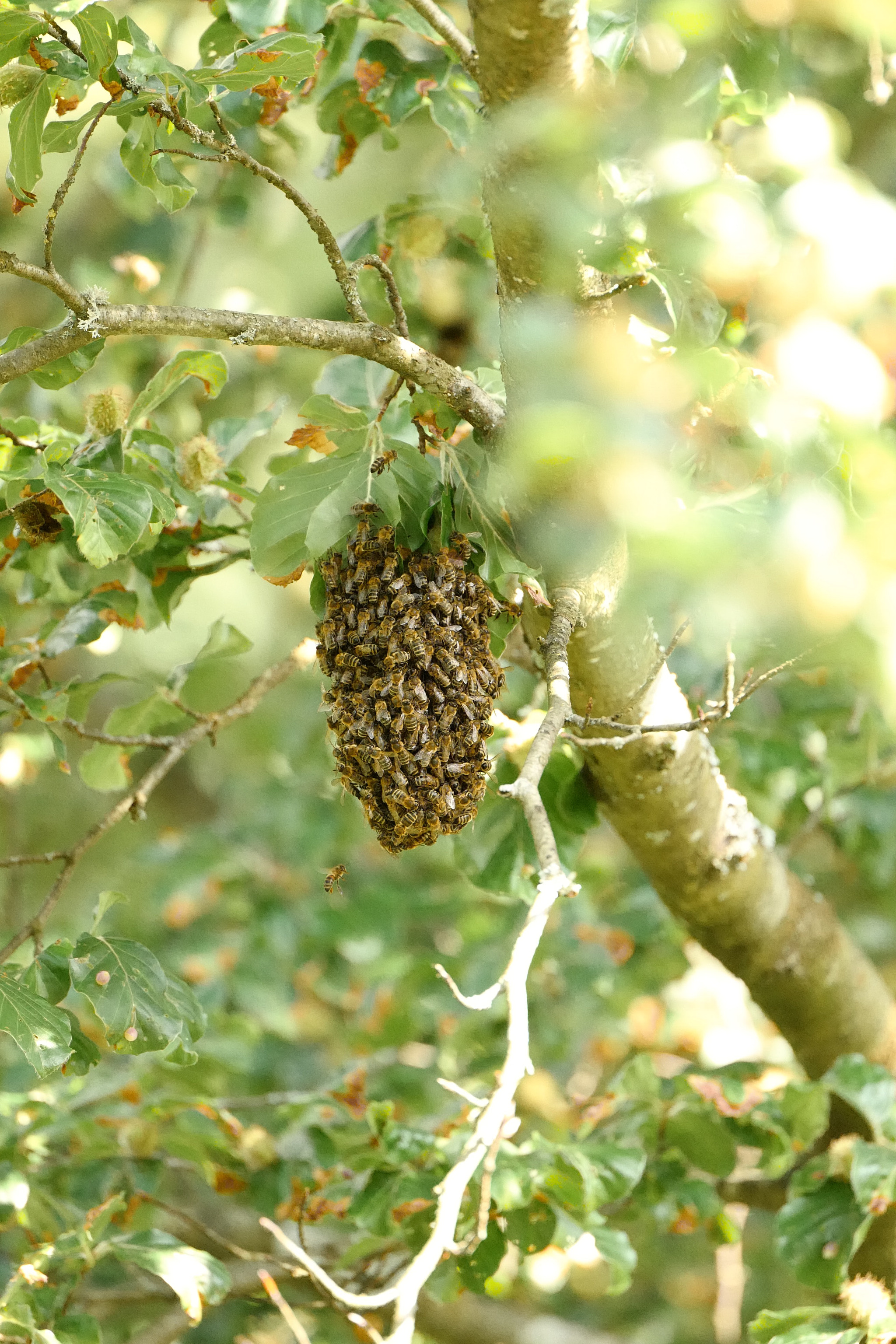 Leica SL (Typ 601) sample photo. Bienen bý photography