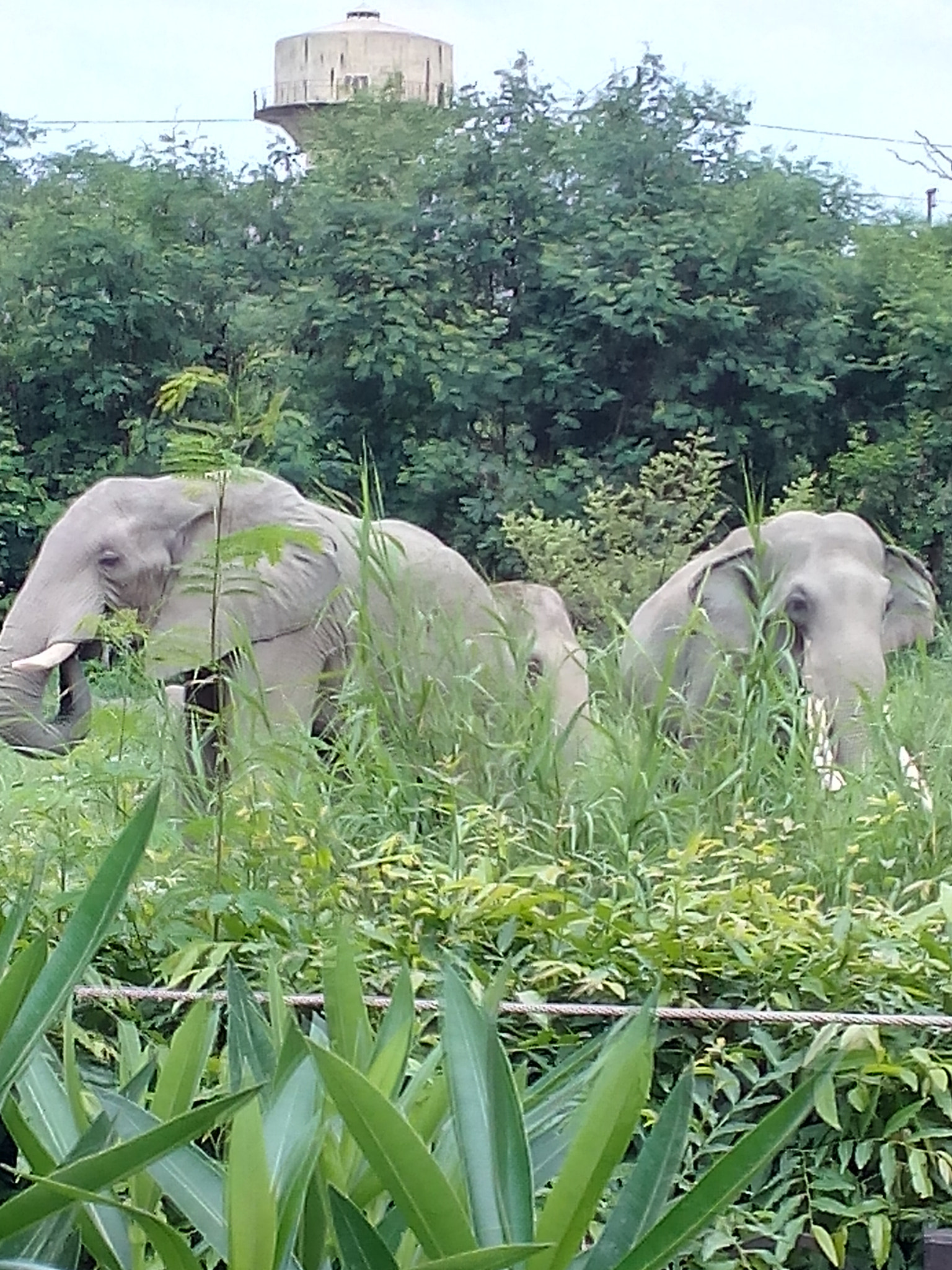 Micromax Canvas Spark sample photo. The elephant couple photography