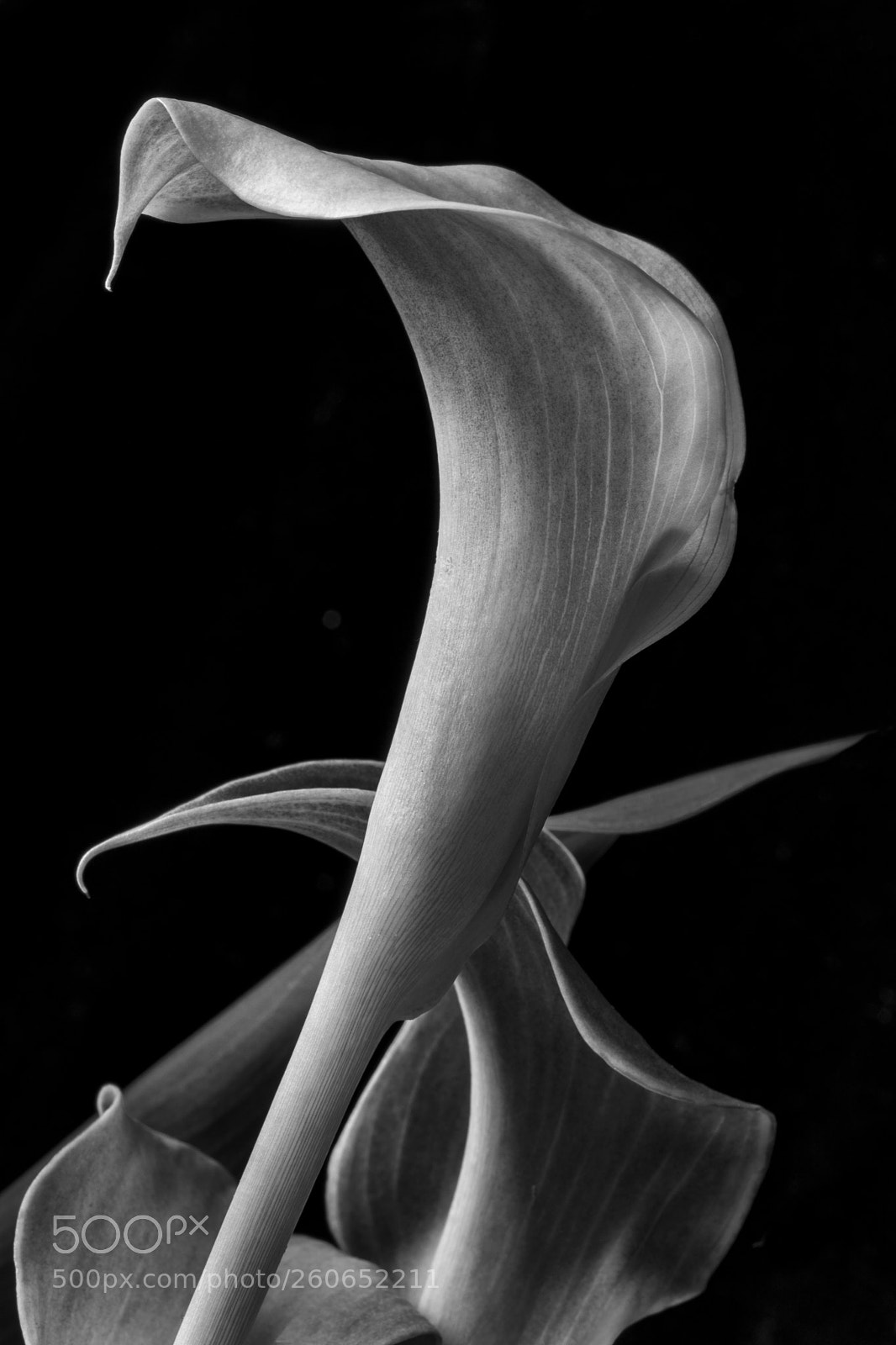 Canon EOS 5D Mark IV sample photo. Calla lily b&w photography