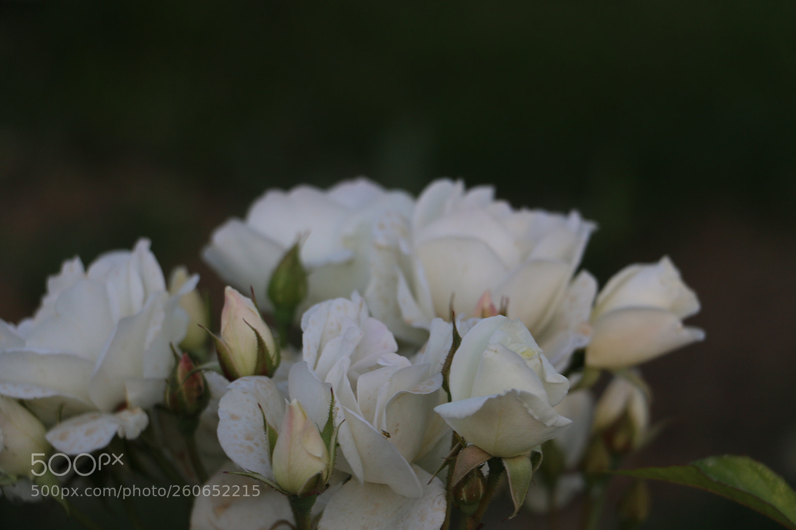 Canon EOS 70D sample photo. Flowers photography