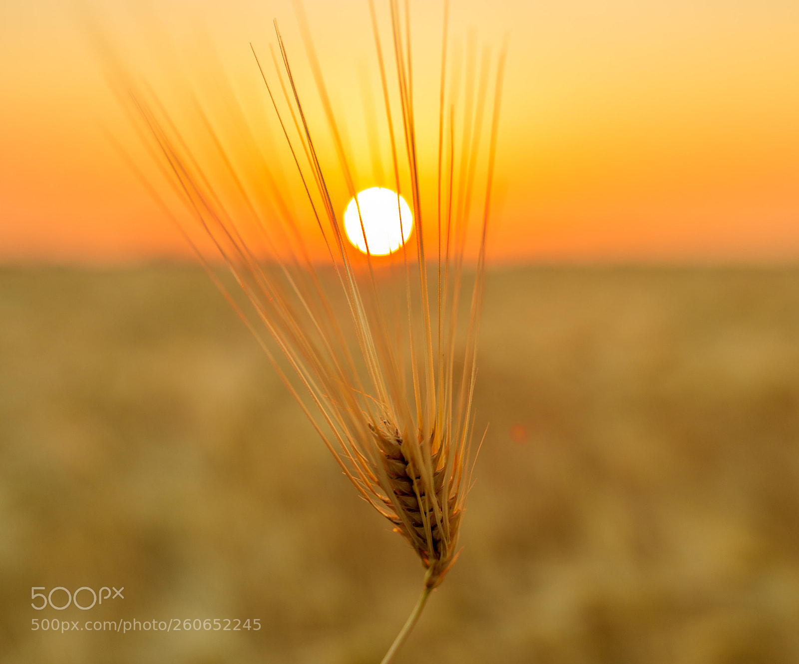 Canon EOS 6D Mark II sample photo. . photography