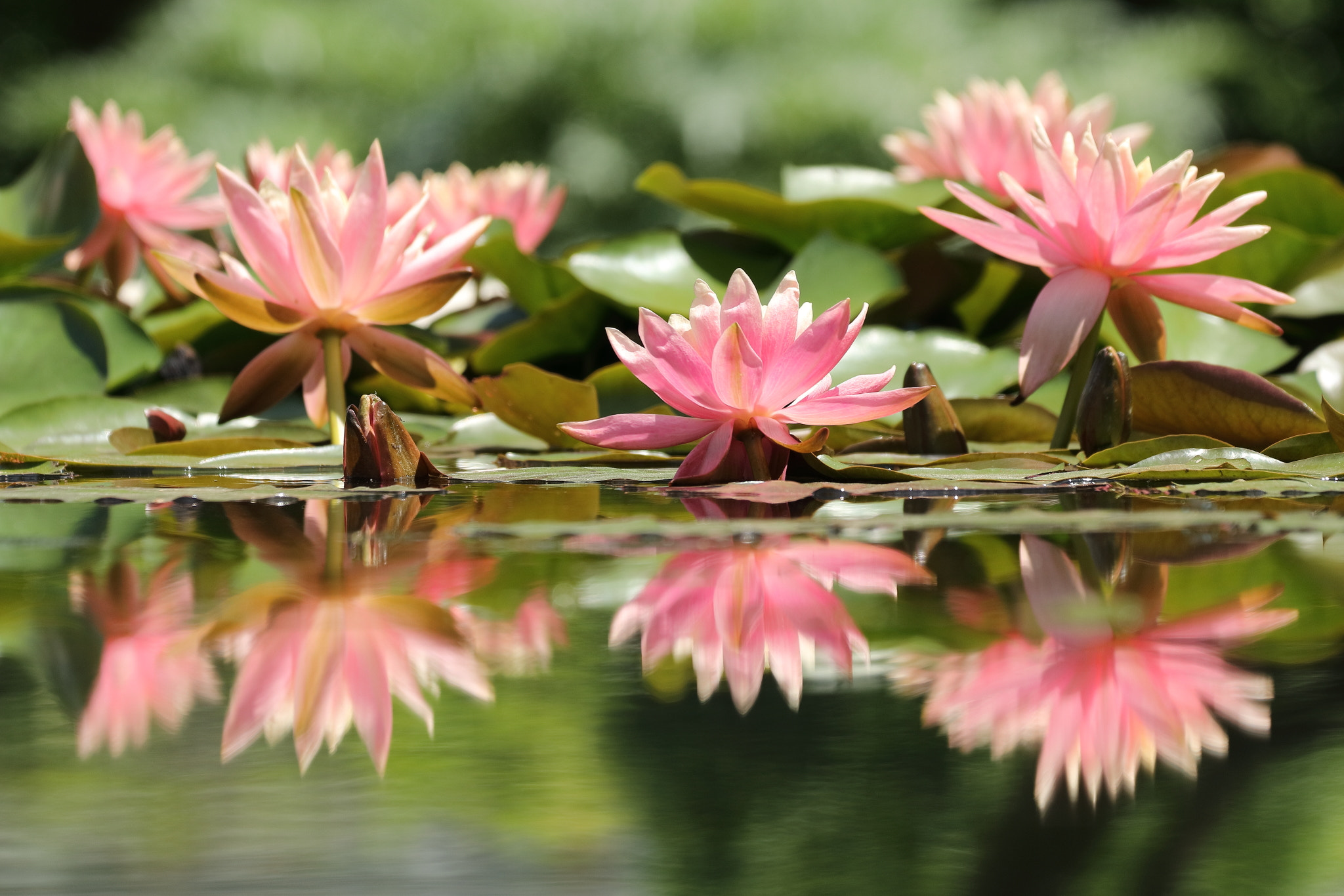 Canon EF 70-300 F4-5.6 IS II USM sample photo. Tropical water lily photography