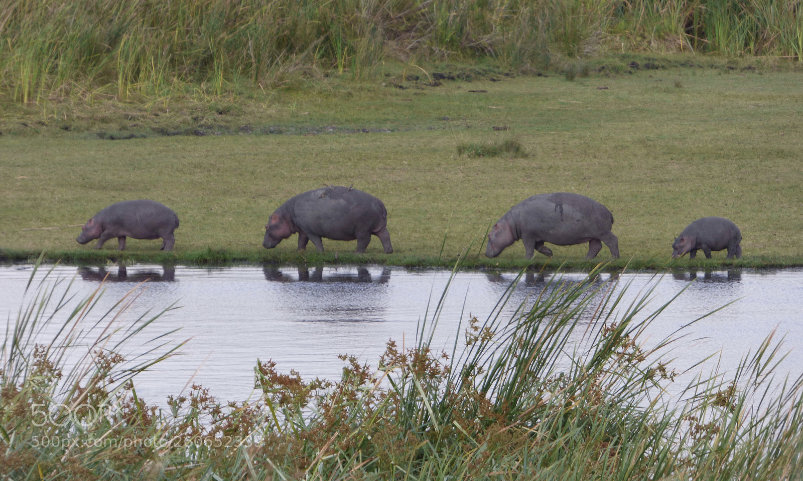 Panasonic DMC-FZ72 sample photo. Hippo family photography
