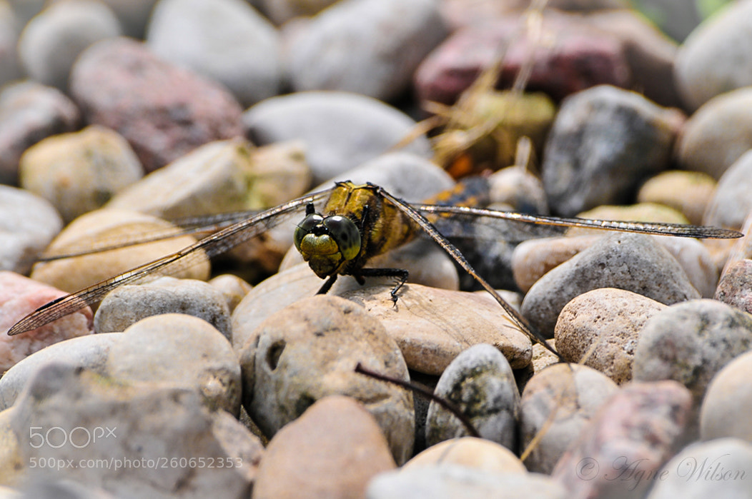 Nikon D300 sample photo. Dragonfly on rocks photography