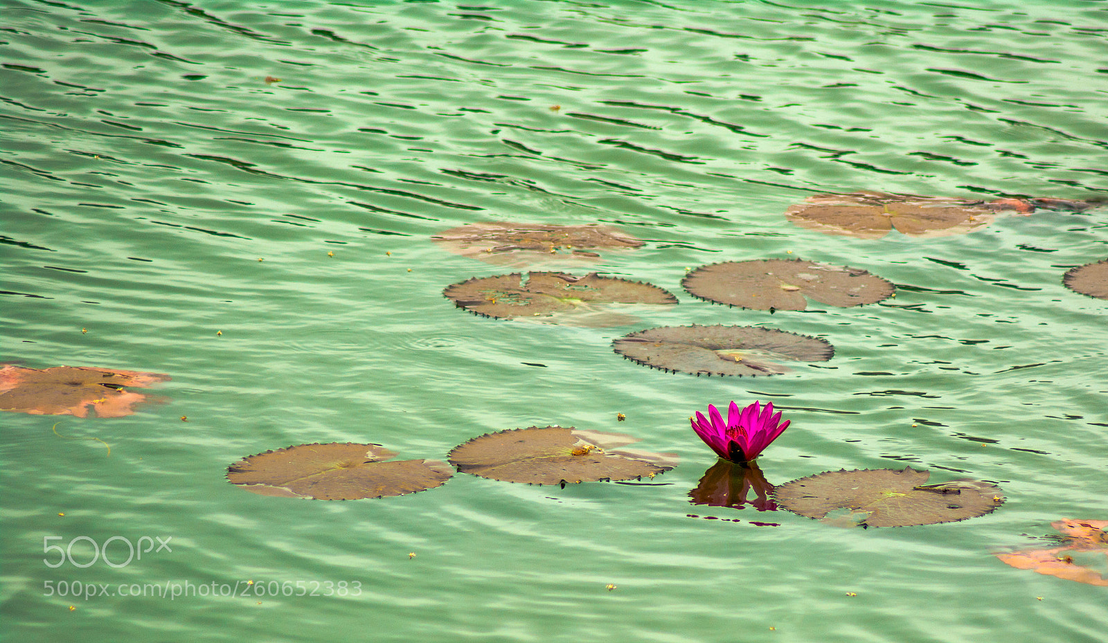 Nikon D7100 sample photo. Alone but beautiful photography