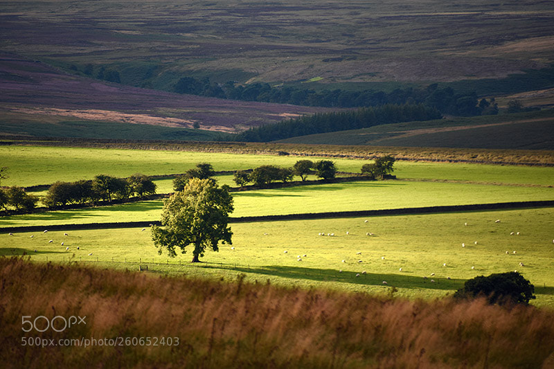 Nikon D7200 sample photo. On new moor road… photography