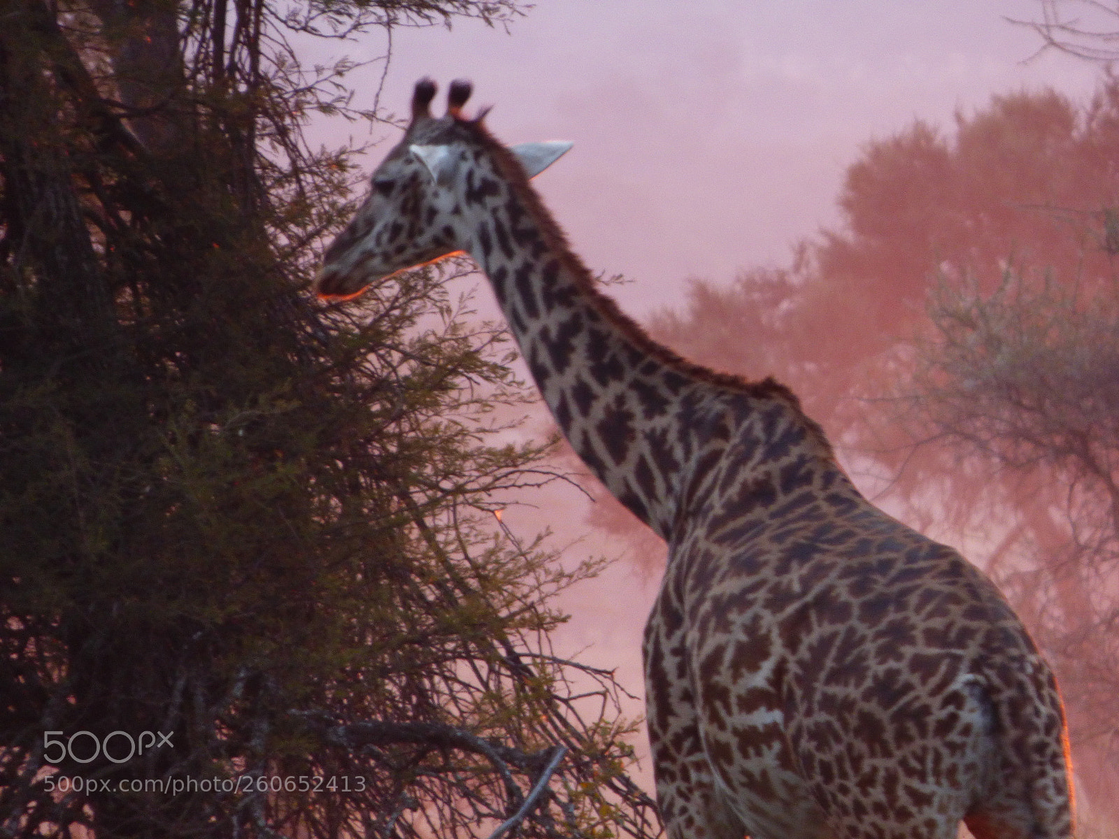 Panasonic DMC-FZ72 sample photo. Giraffe at sunset photography