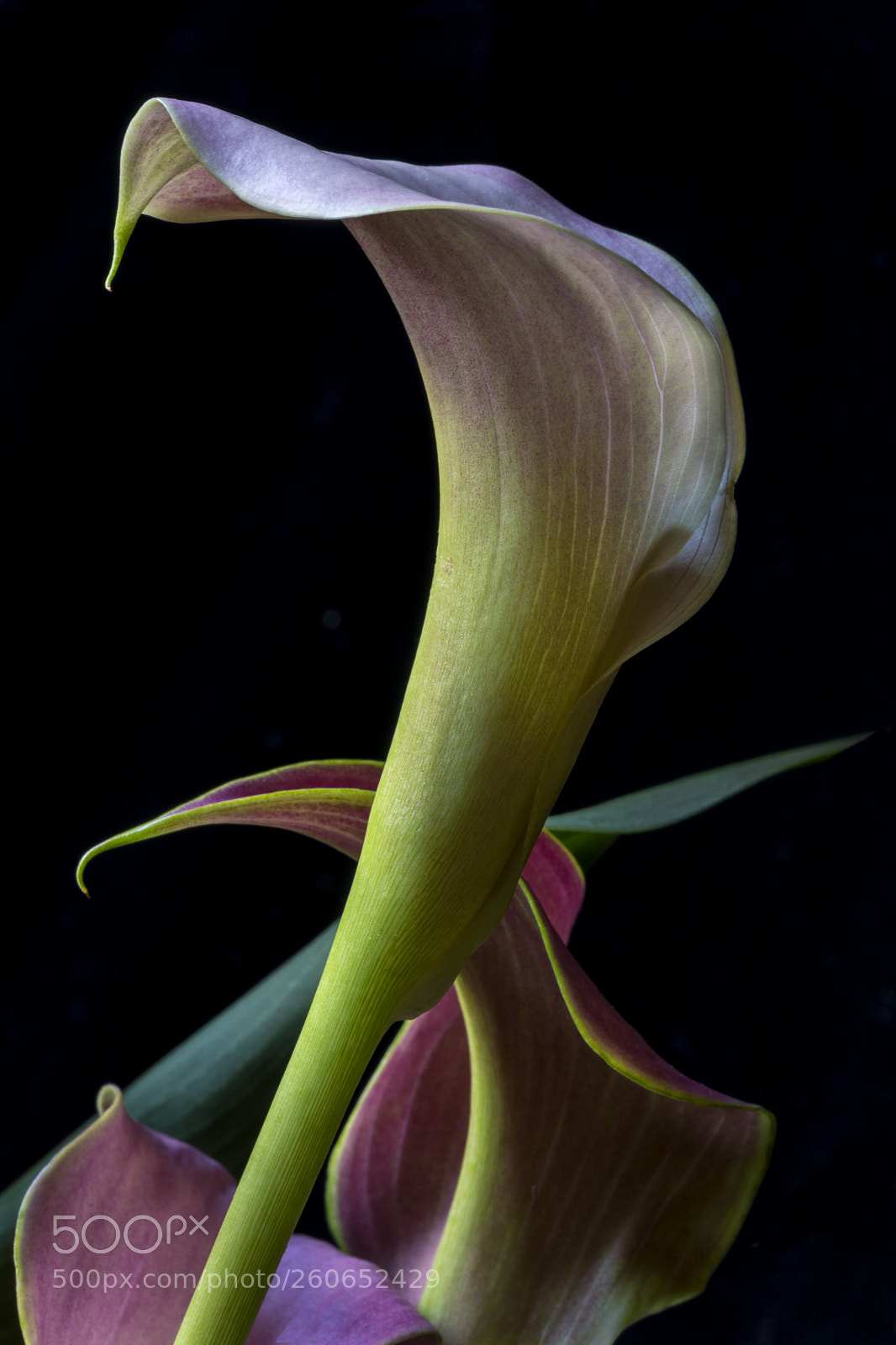 Canon EOS 5D Mark IV sample photo. Calla lily color photography