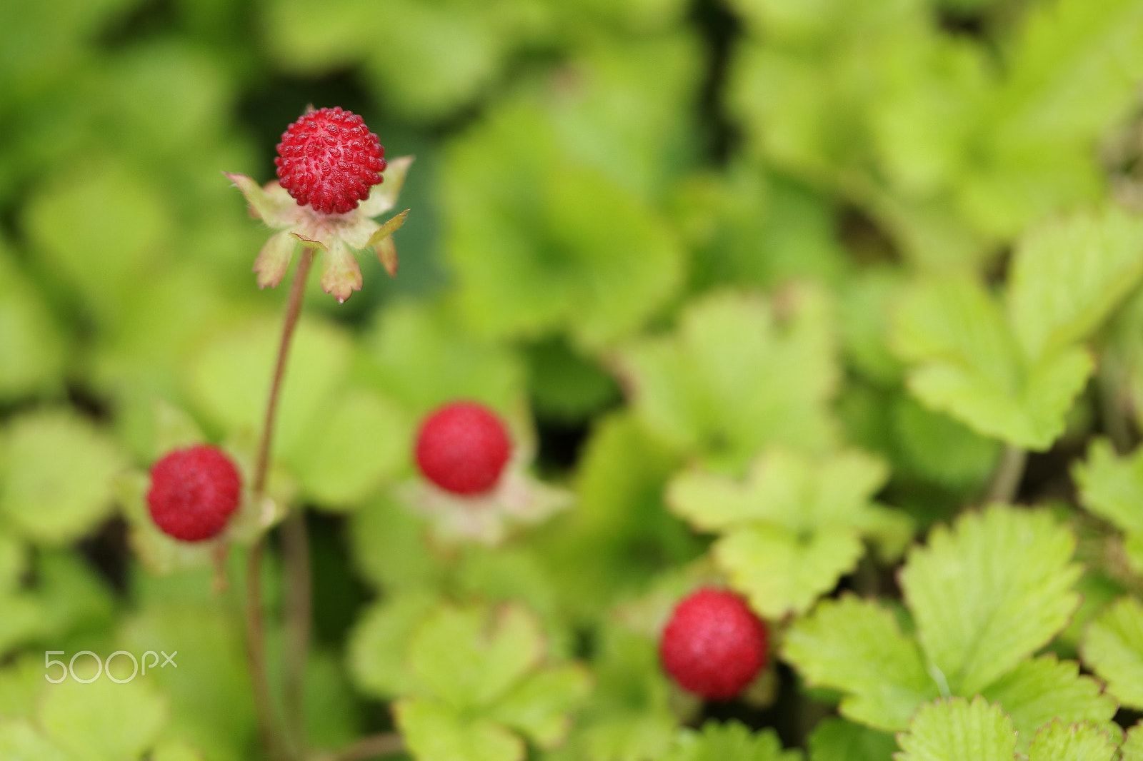 Canon EF-S 60mm F2.8 Macro USM sample photo. False strawberry photography