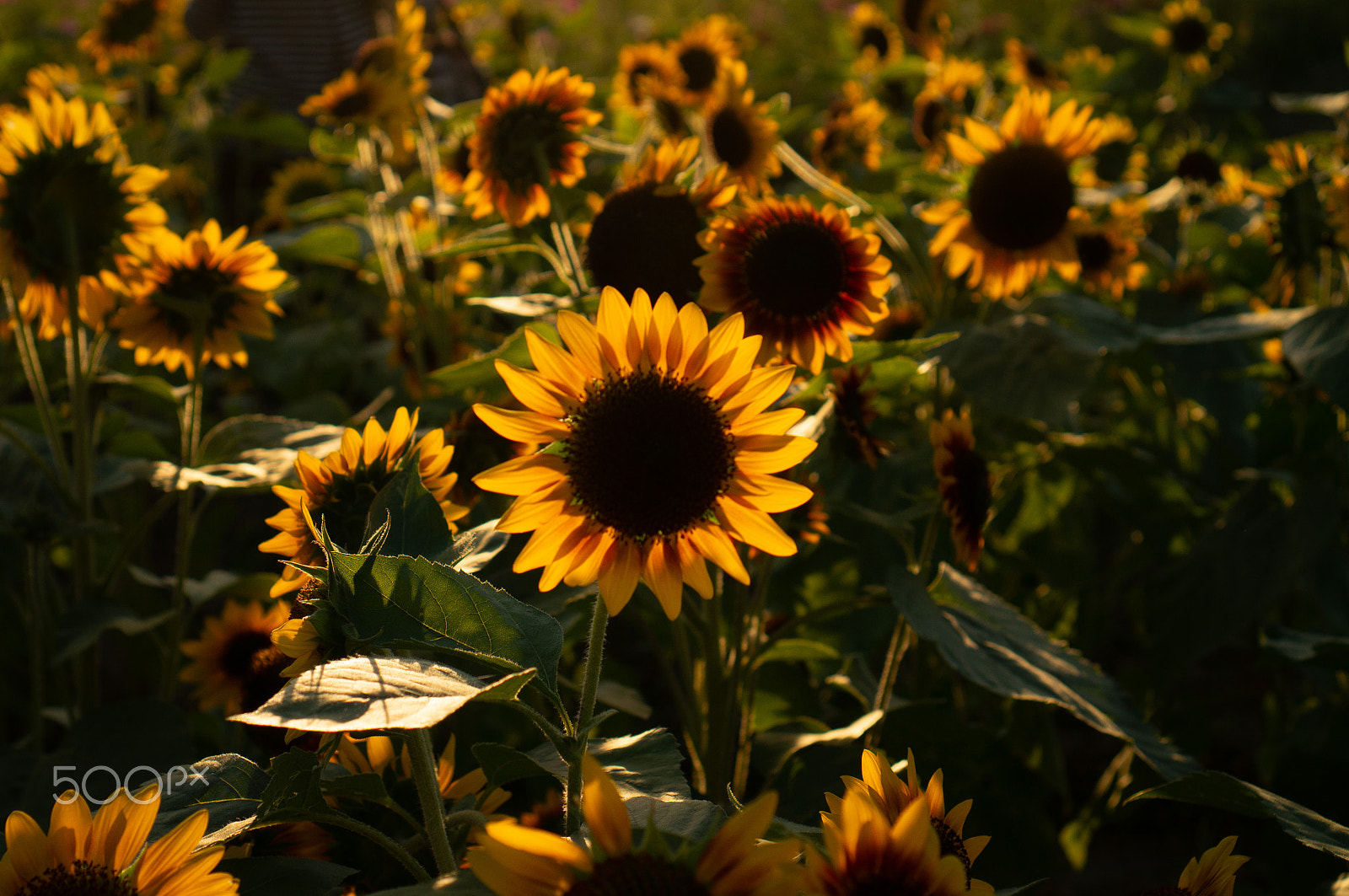 Sony Alpha NEX-6 sample photo. 向日葵 photography