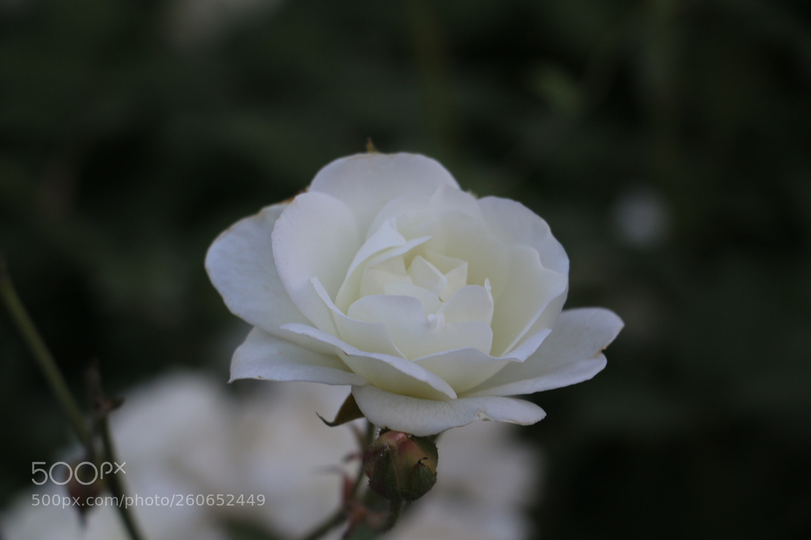 Canon EOS 70D sample photo. Flowers photography