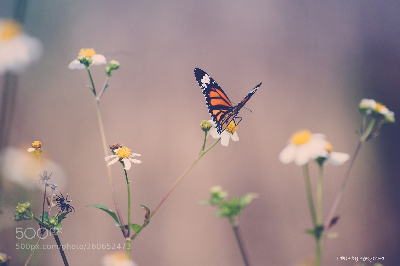 Canon EOS 6D sample photo. Butterfly photography