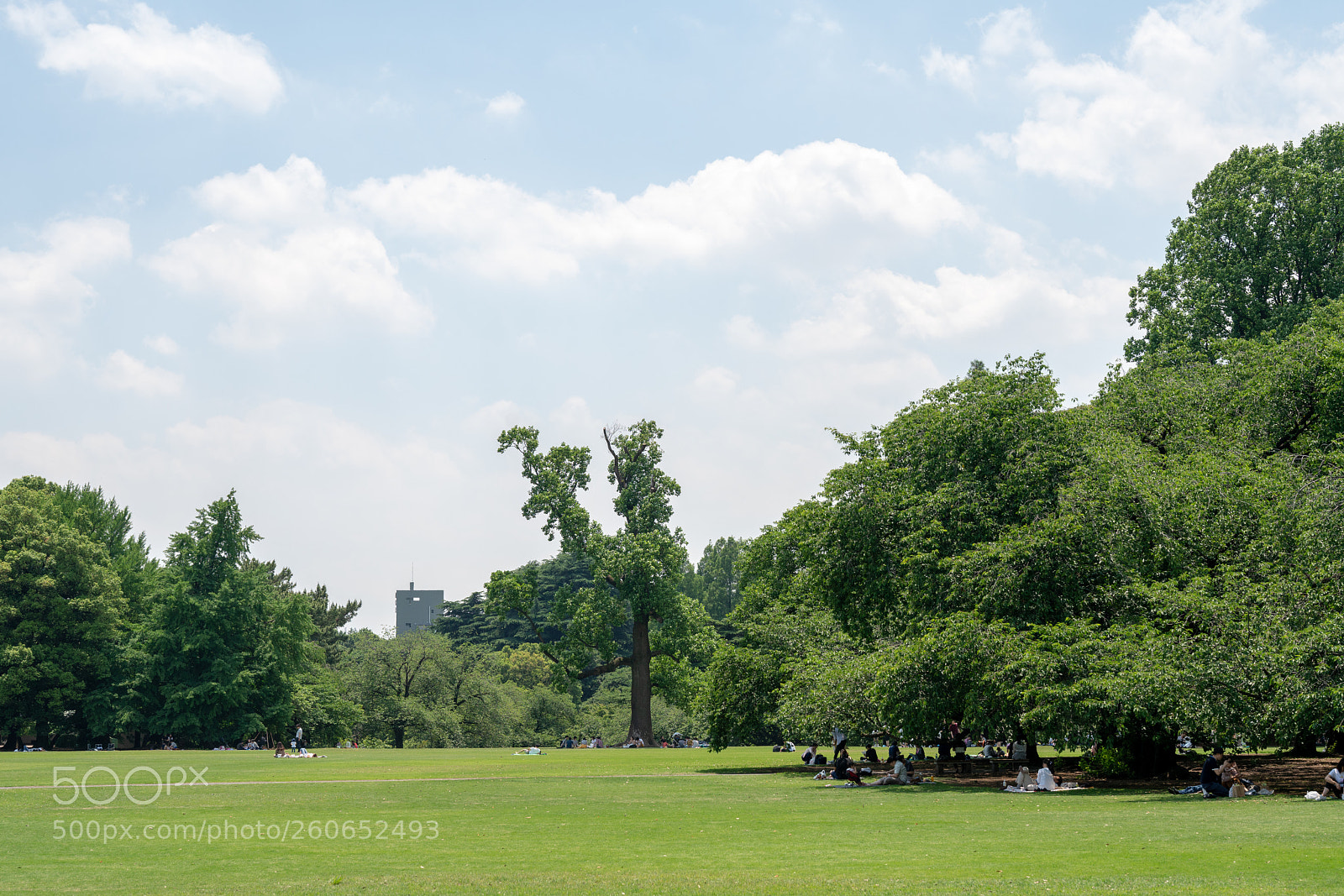 Sony a7R II sample photo. Shinjyuku gyoen photography