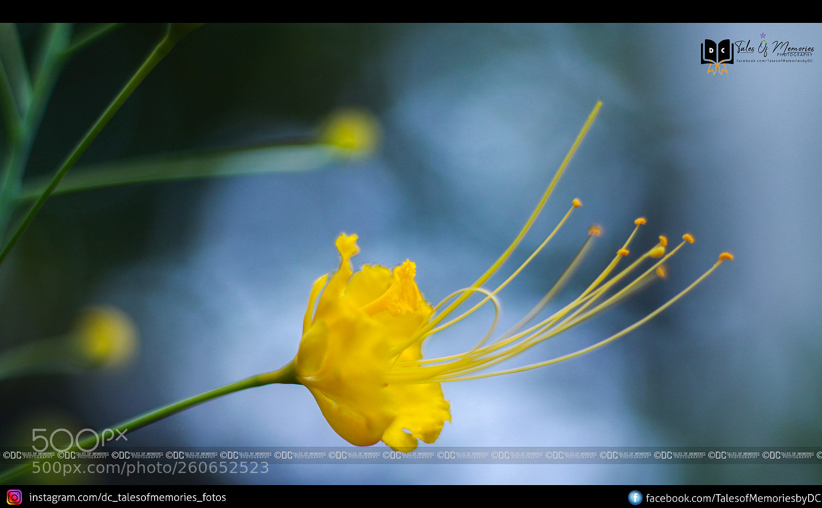Canon EOS 700D (EOS Rebel T5i / EOS Kiss X7i) sample photo. Img photography