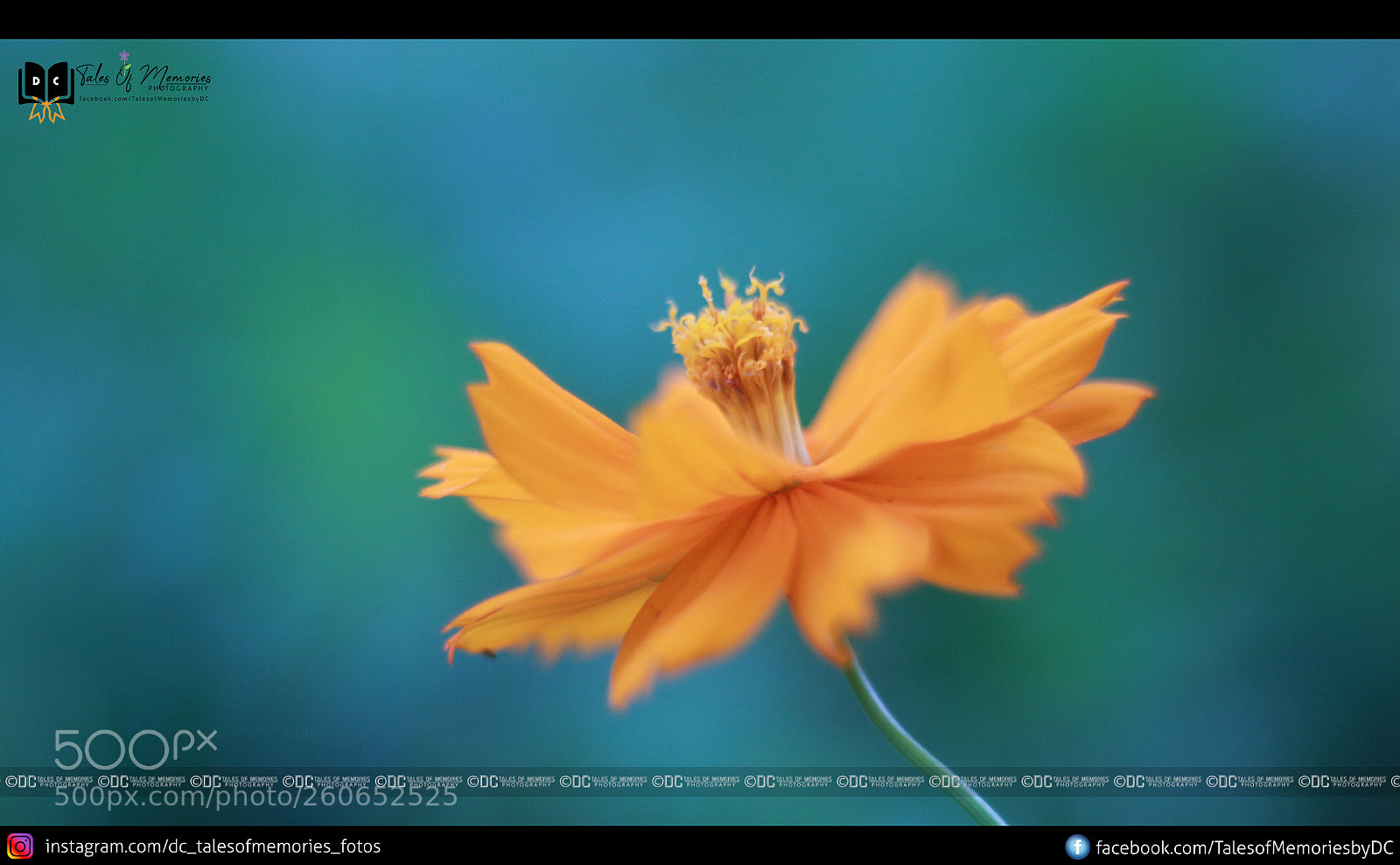 Canon EOS 700D (EOS Rebel T5i / EOS Kiss X7i) sample photo. Img photography