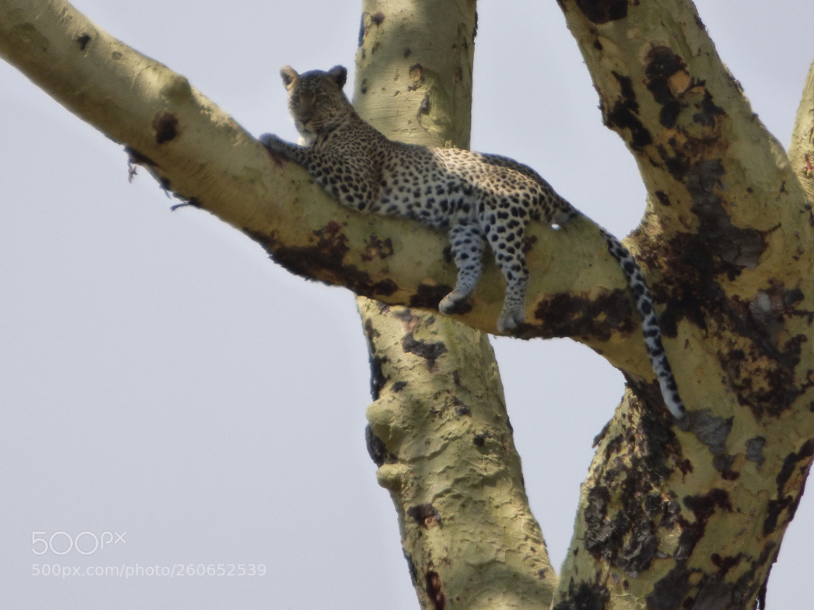 Panasonic DMC-FZ72 sample photo. Leopard in the tree photography