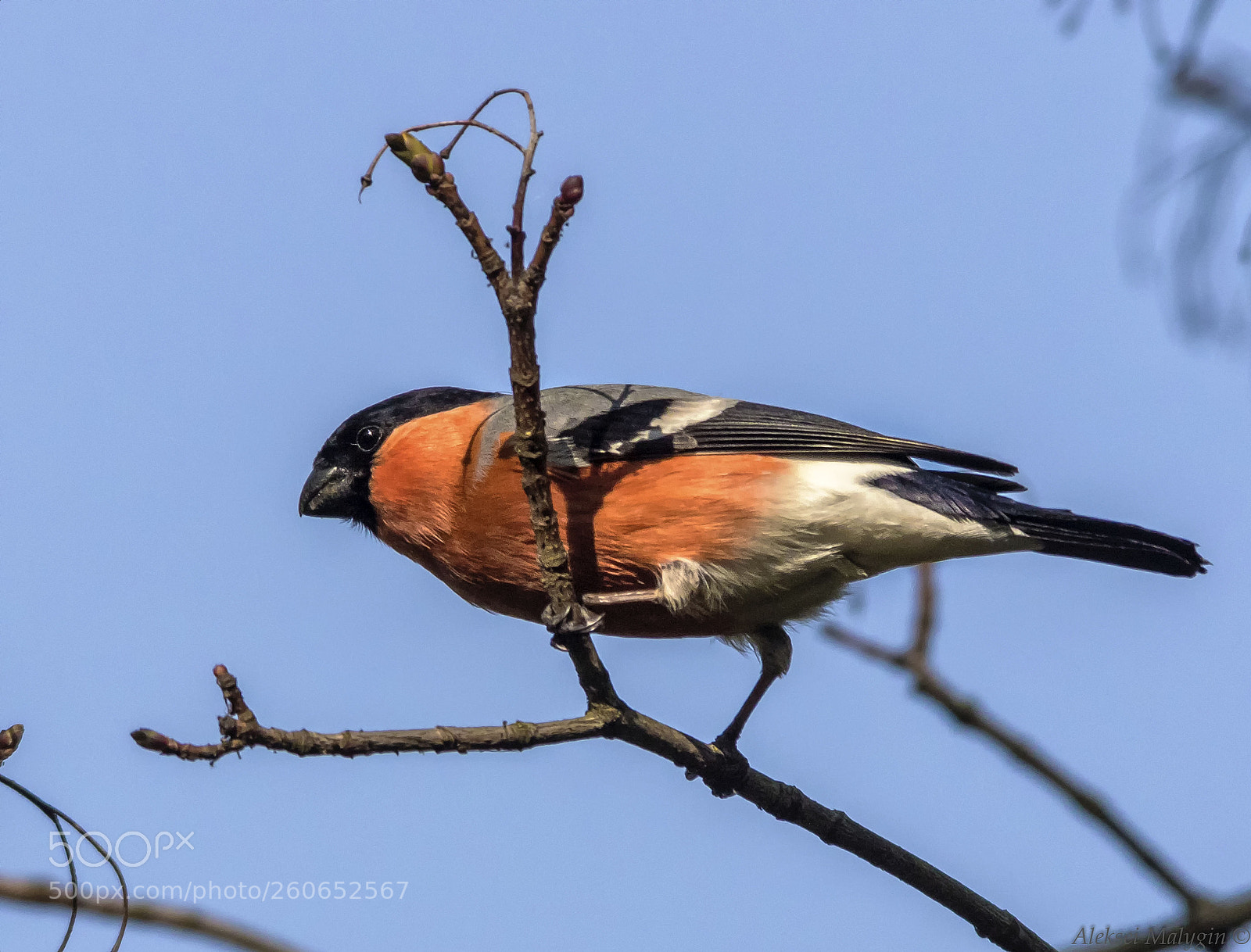 Canon EOS 7D Mark II sample photo. Bullfinch photography